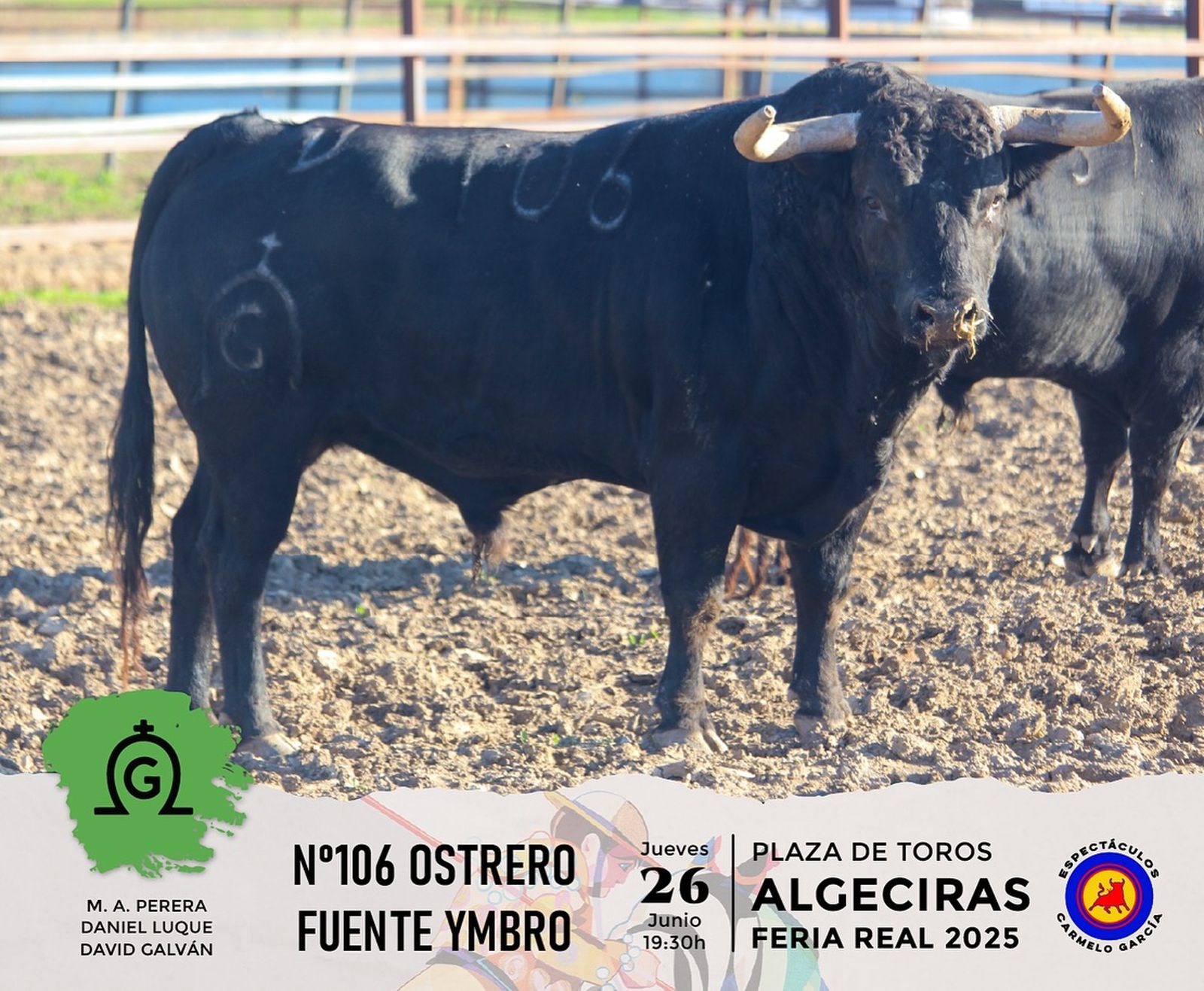 Así son los toros de Fuente Ymbro que se lidiarán este jueves en la plaza de toros de Algeciras
