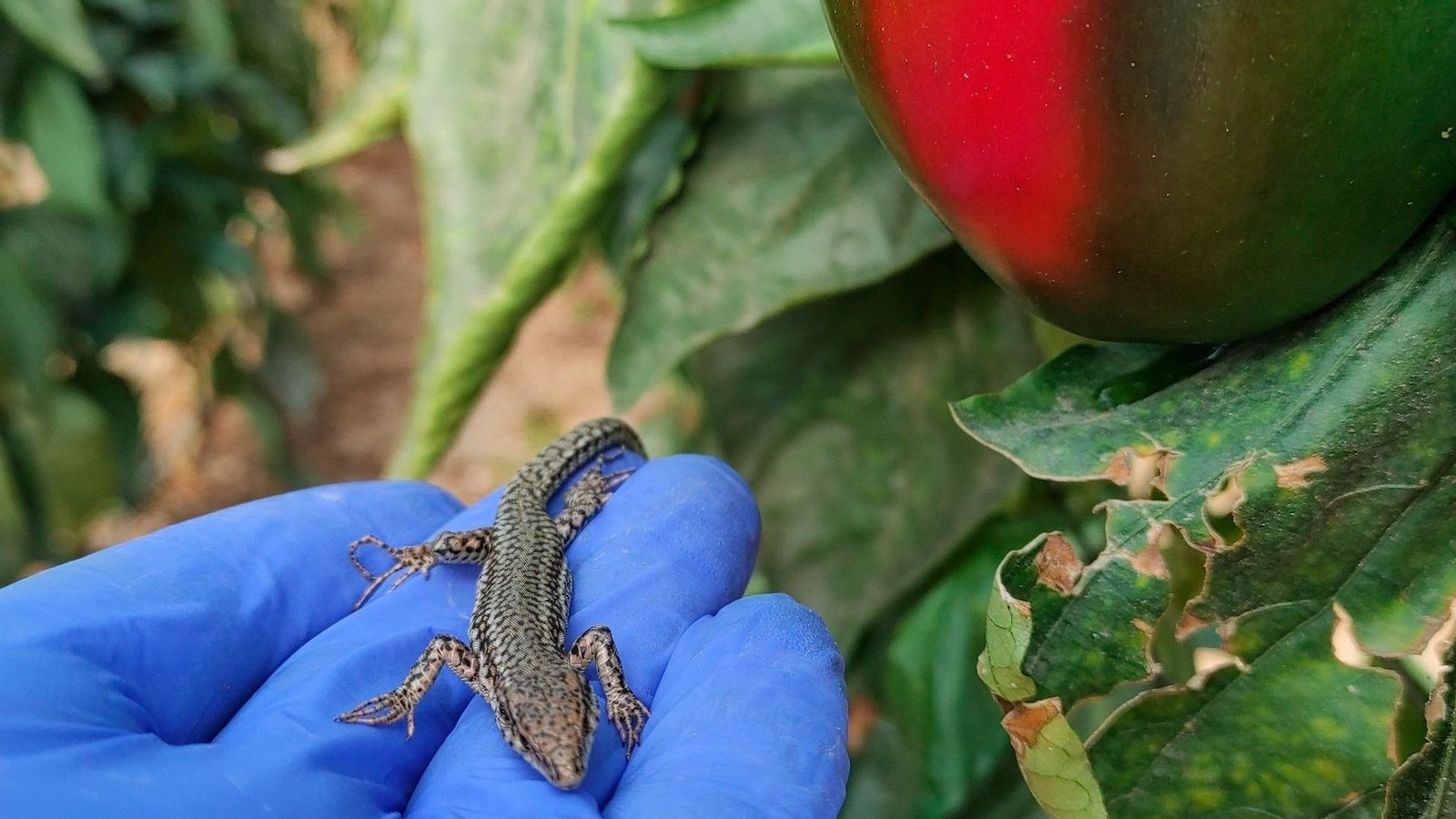 Ifapa estudia el uso de reptiles para mejorar el control biológico de plagas en cultivos de invernaderos en Almería.