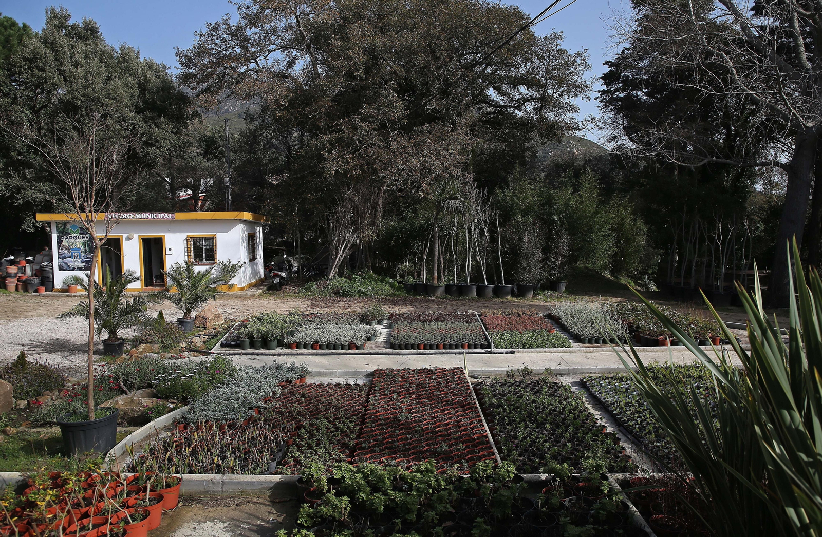 Fotos del vivero municipal de Algeciras