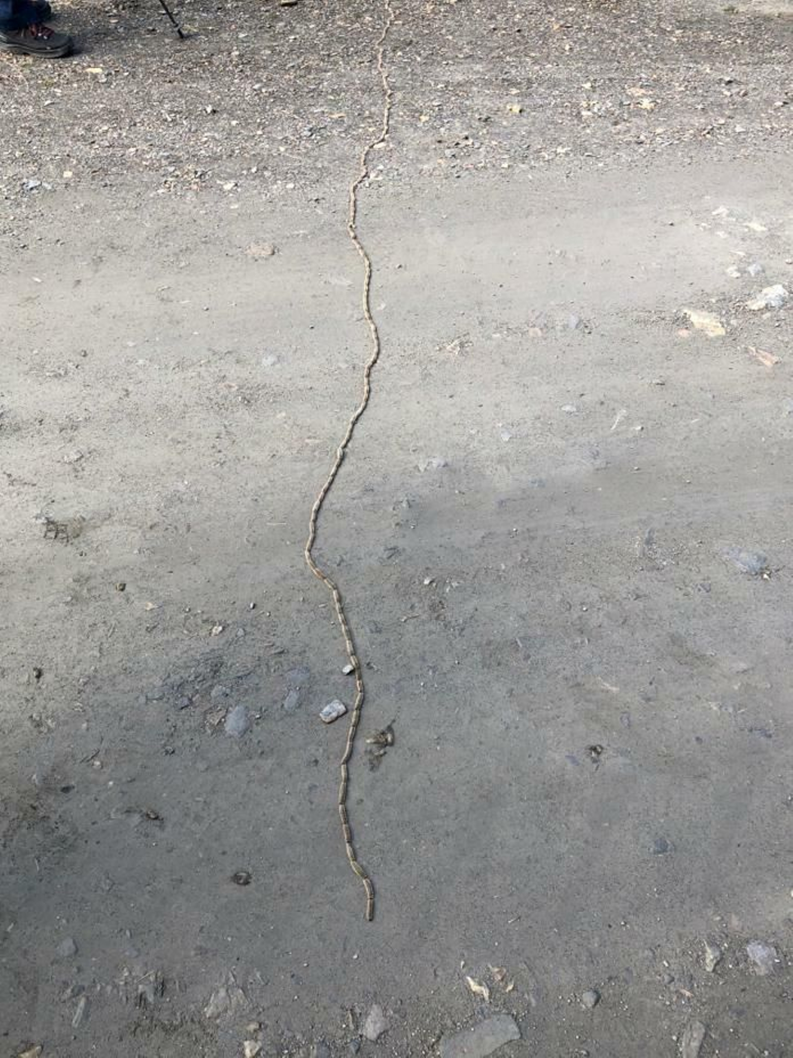 Así recorre la procesionaria los caminos de la provincia