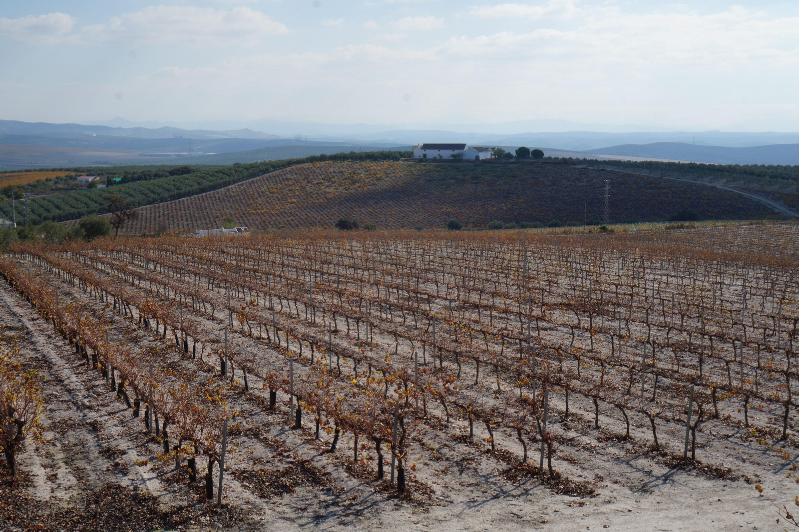 Un recorrido en fotografías por el vino nuevo de Moriles