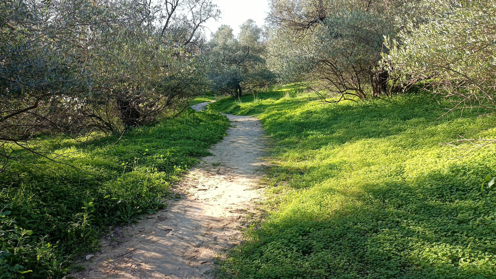 El camino se estrecha mientras avanza entre árboles.
