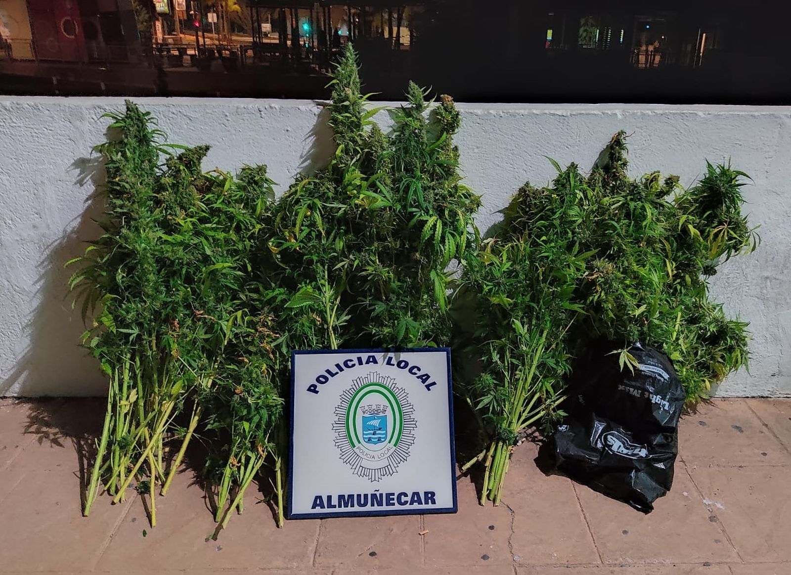 Plantas de marihuana.