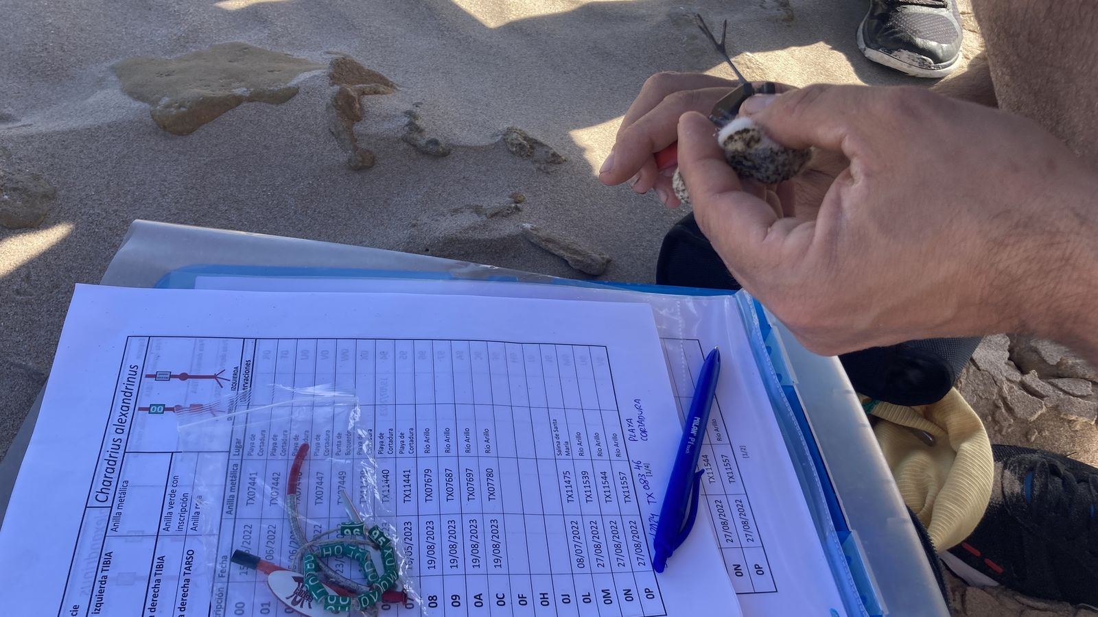 Un experto anillando a un pollo de chorlitejo patinegro.