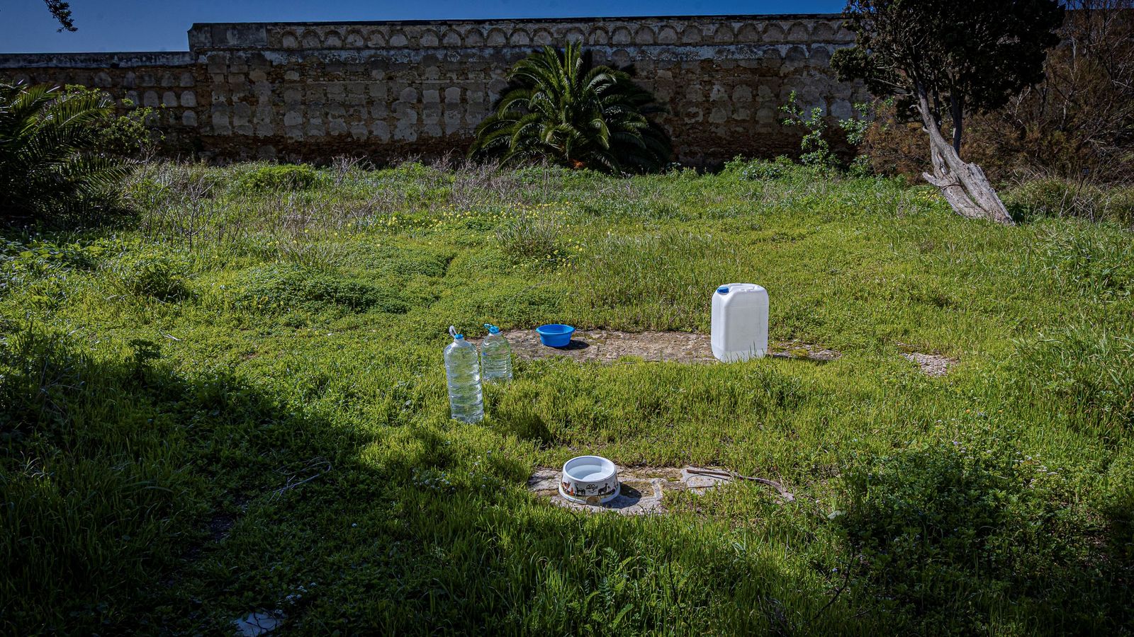 Agua y comida para gatos en el antiguo cementerio de Cádiz.