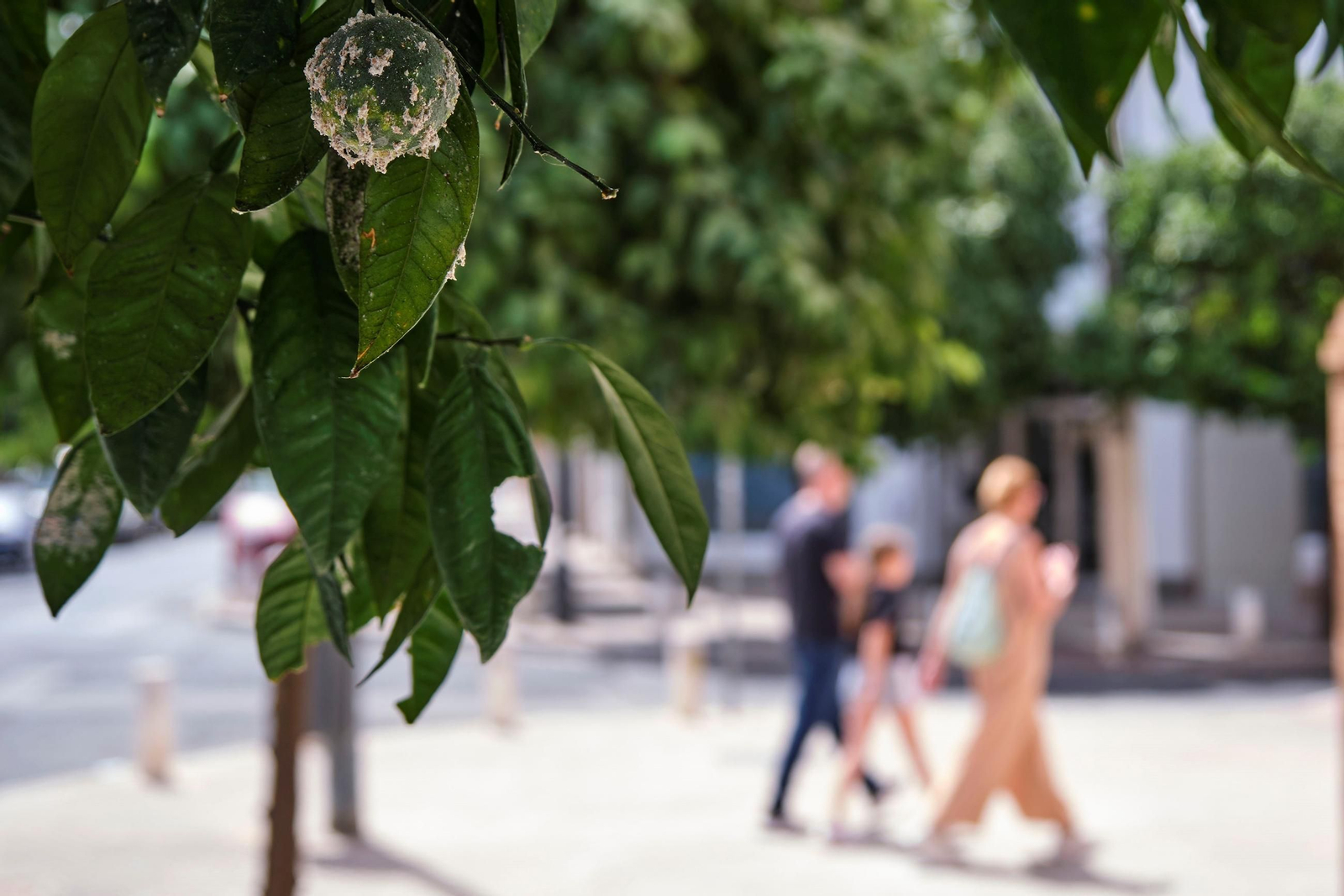 Así están los naranjos de Sevilla