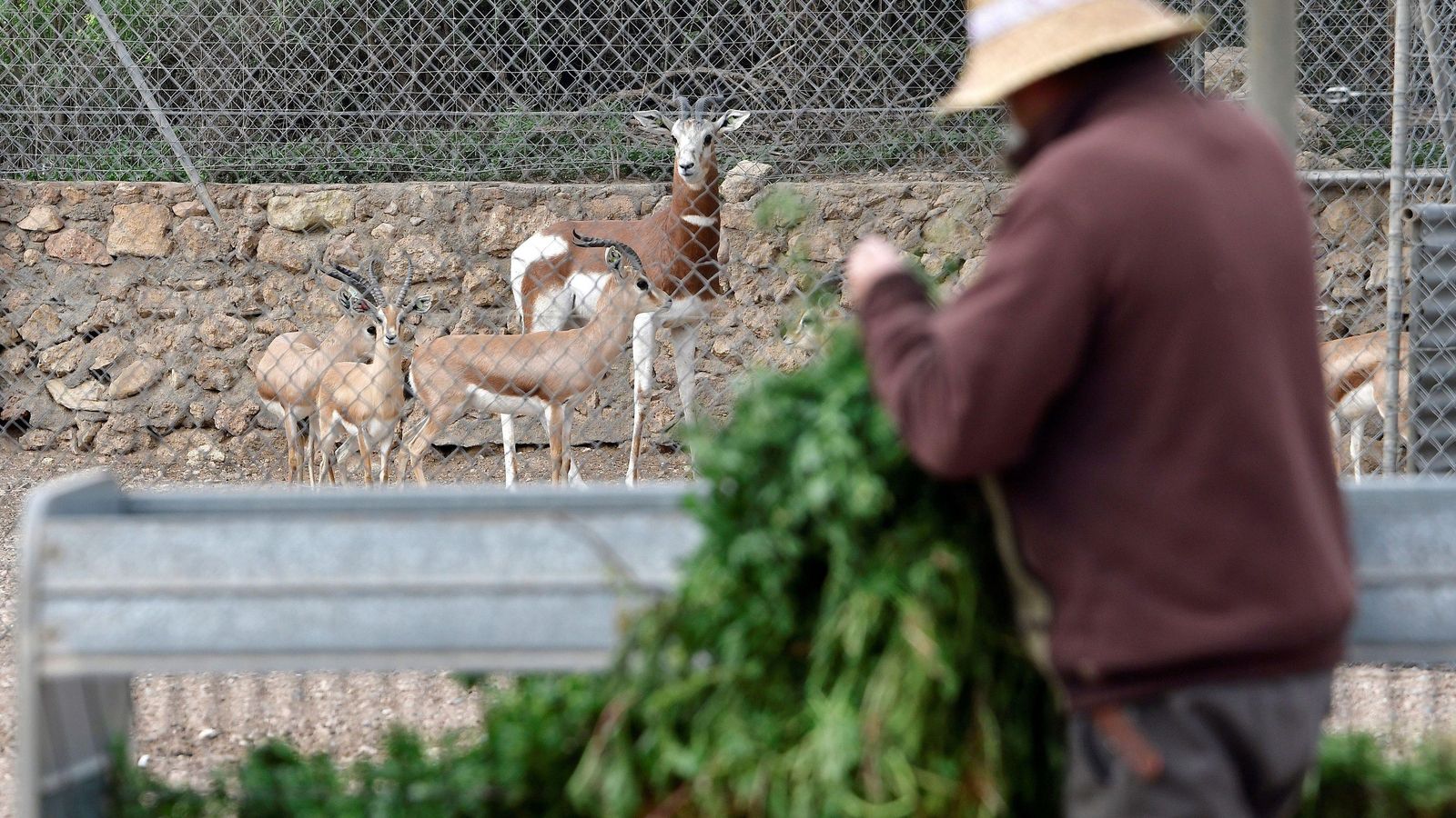 Las gacelas que evitaron la desaparición a los pies de la Alcazaba de Almería.