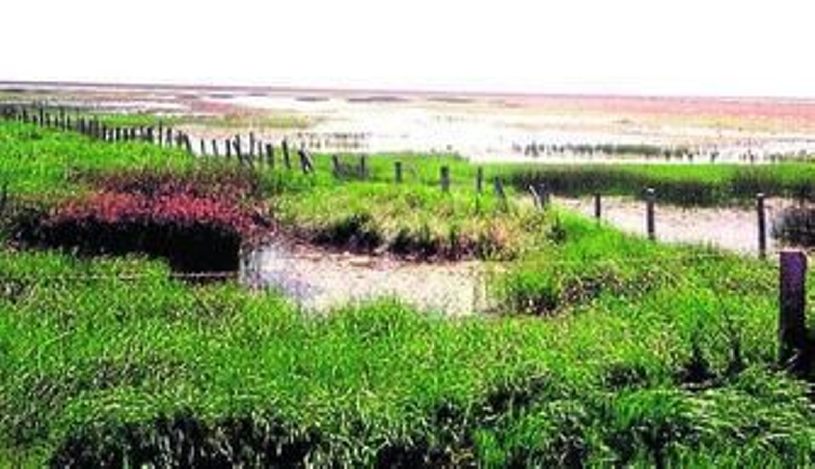 Humedal del Espacio Natural de Doñana.