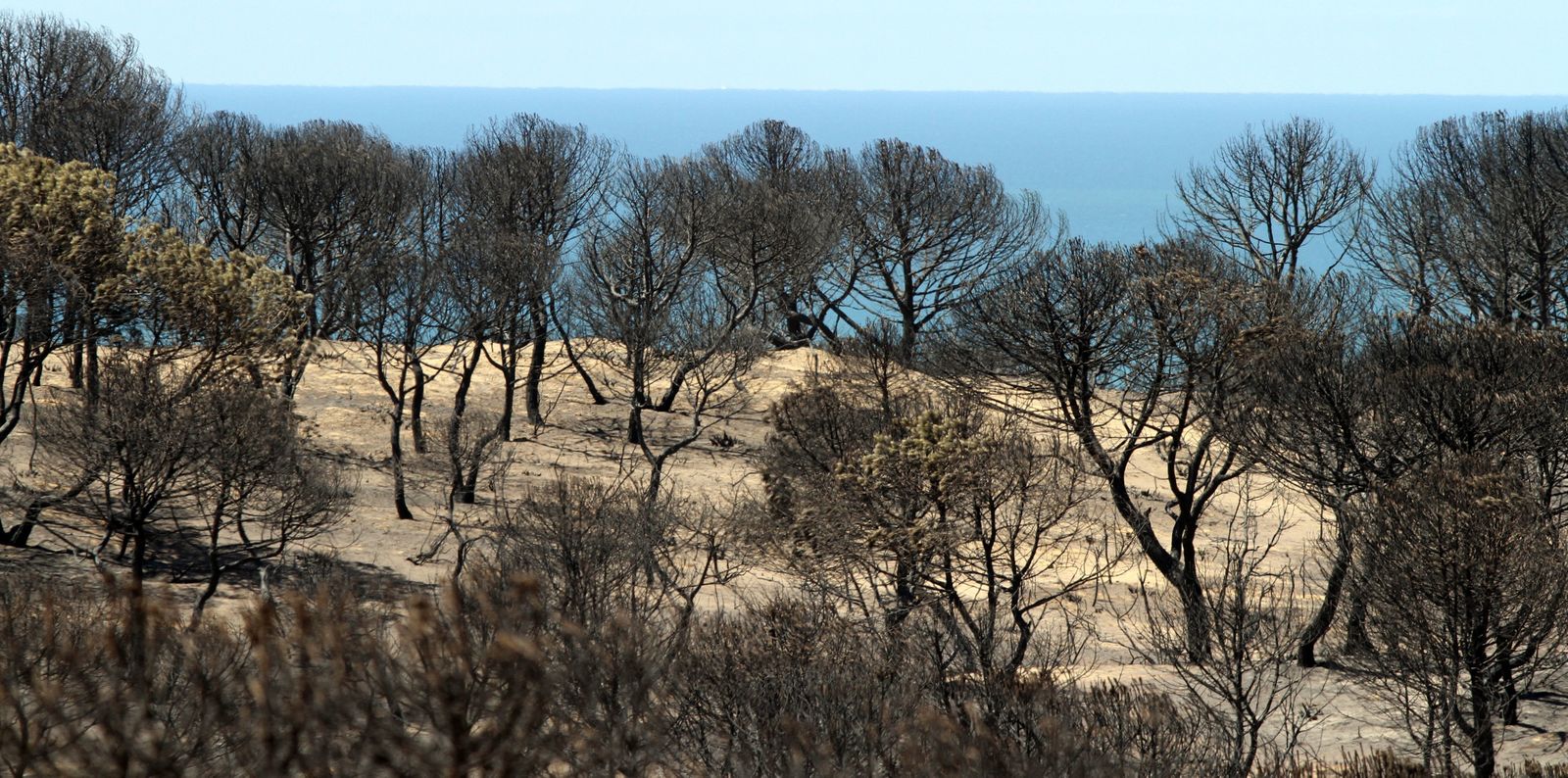 Imágenes de las consecuencias del incendio de Moguer