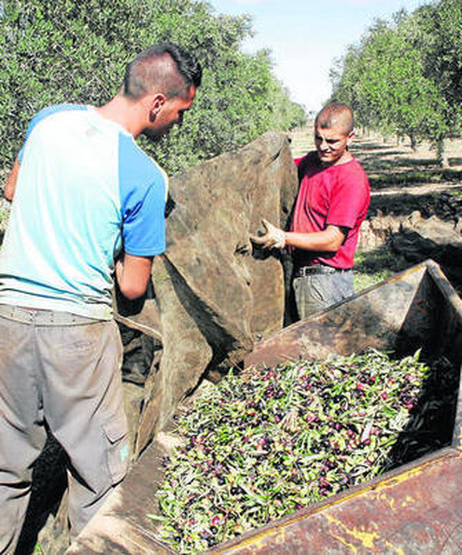 La mayor parte de los olivares de la provincia son de regadío.