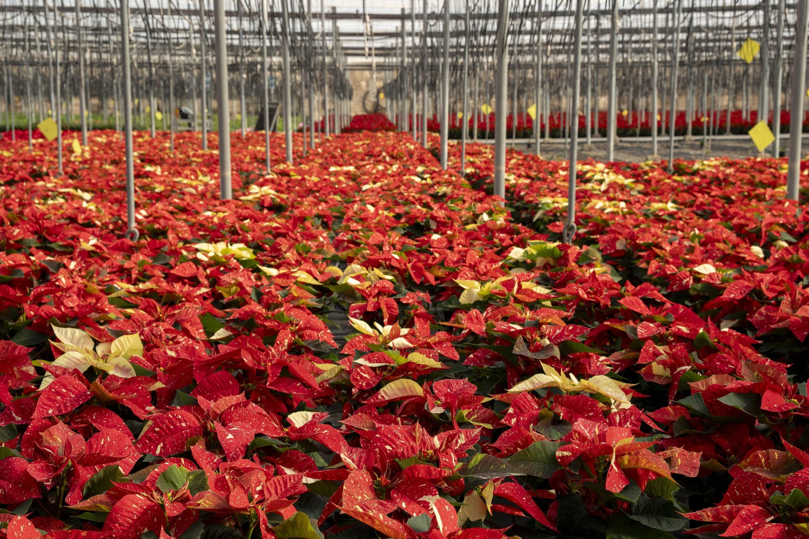 Así son las flores de pascua de SolísPlant, en imágenes