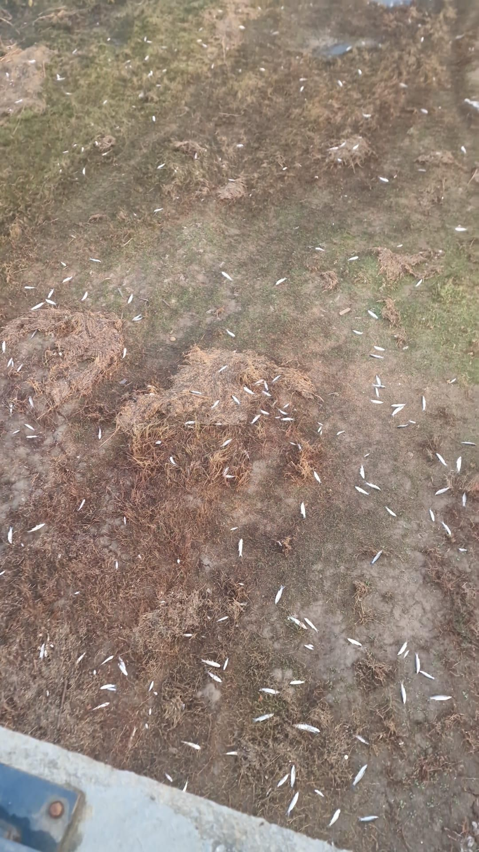 Otra vista de los peces muertos en el cauce del Guadaira