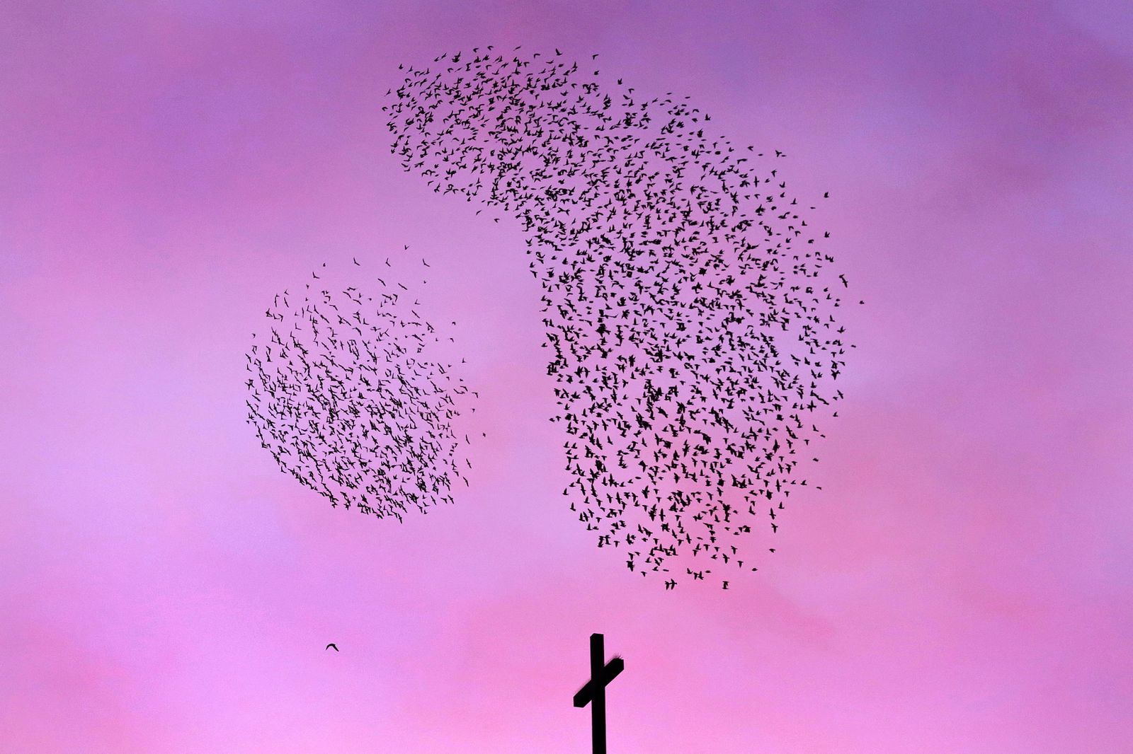 Una miríada de estorninos pintos sobrevuela la torre del campanario de la parroquia de San Severiano.