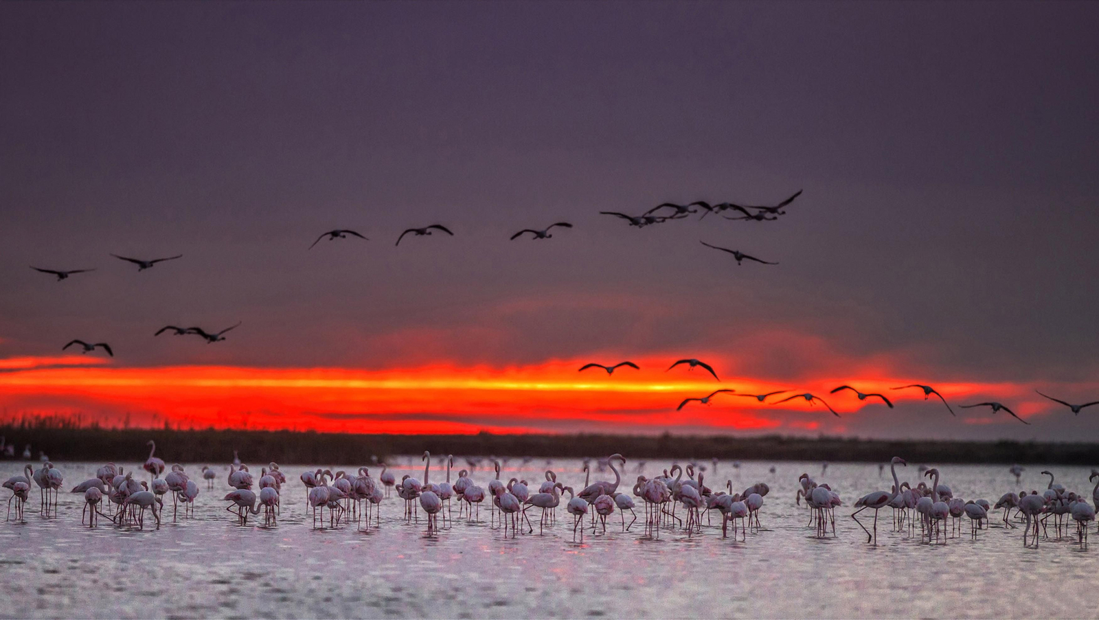 Doñana, imágenes de un mosaico de ecosistemas único