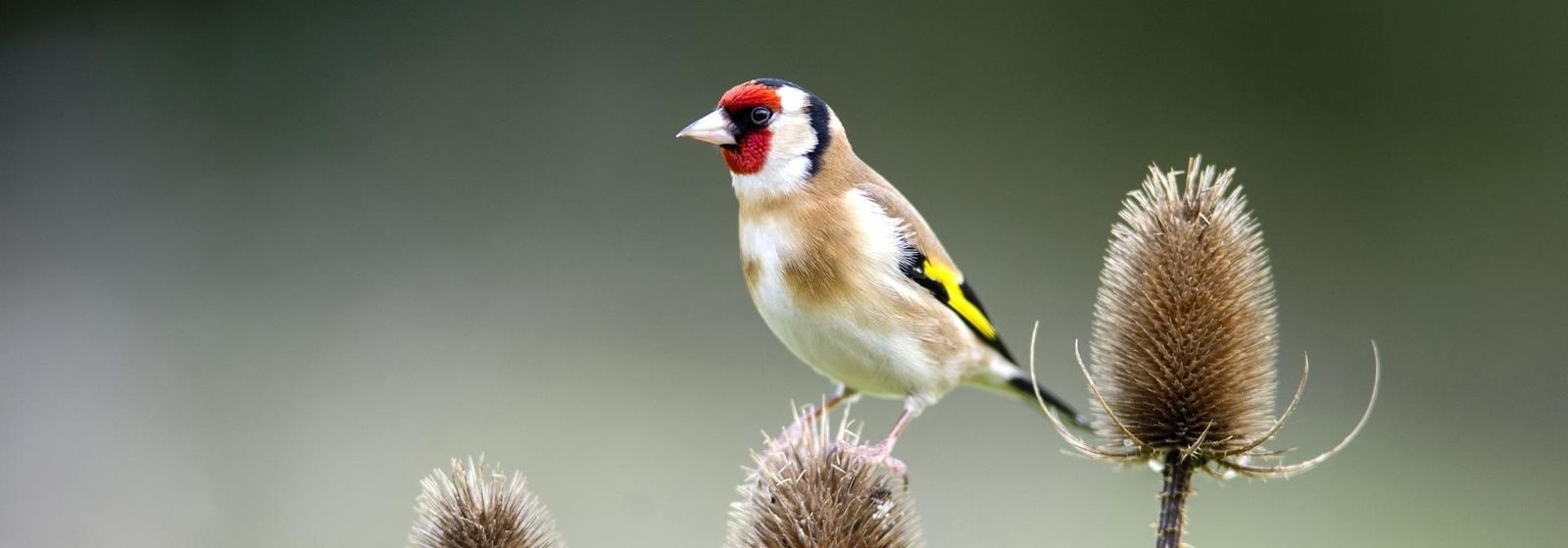 Fotografía de un jilguero