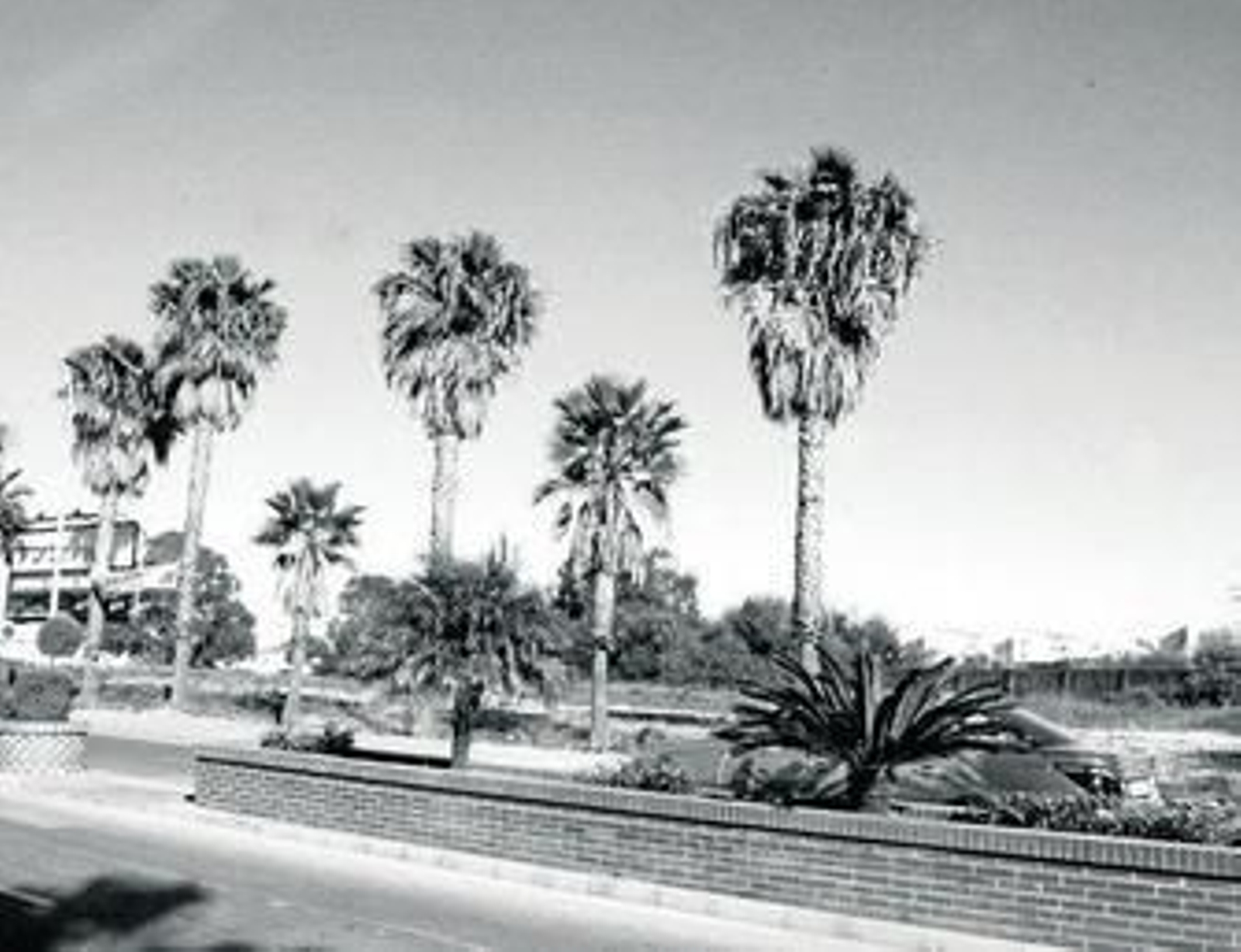 Al fondo, los terrenos que el Ayuntamiento vendió a Roseworld y luego compró Lábaro.