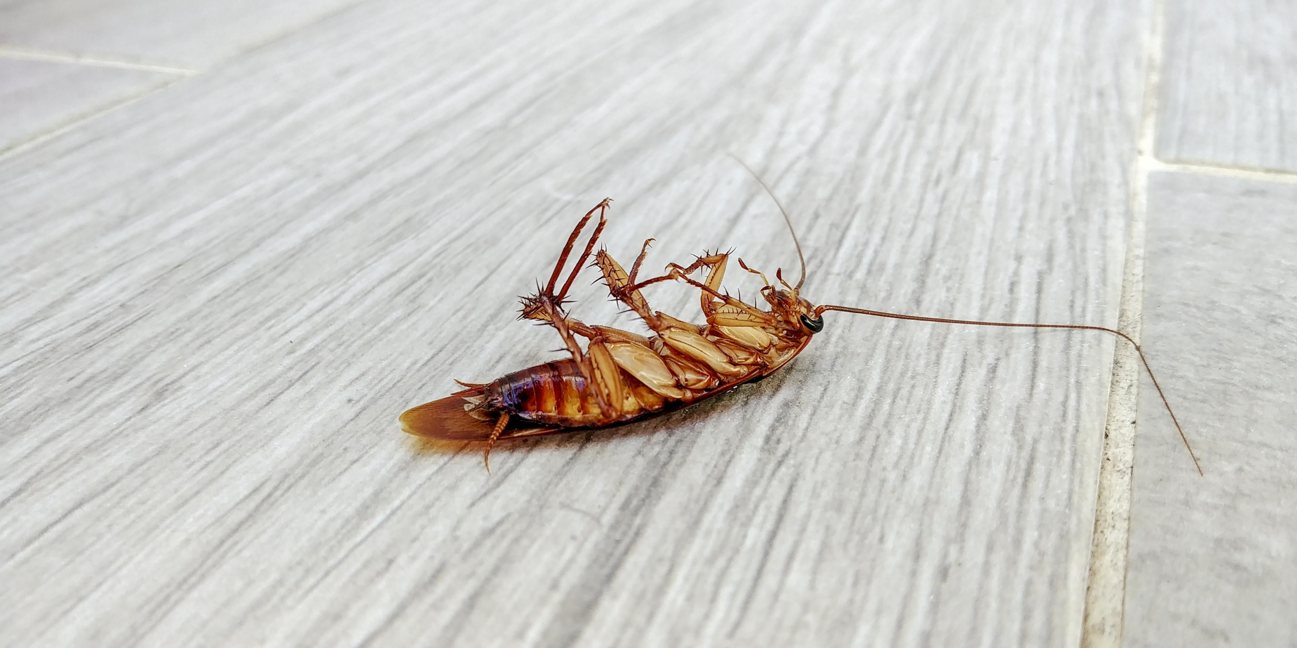 La cucaracha americana ha llegado a Andalucía: Cómo se puede eliminar