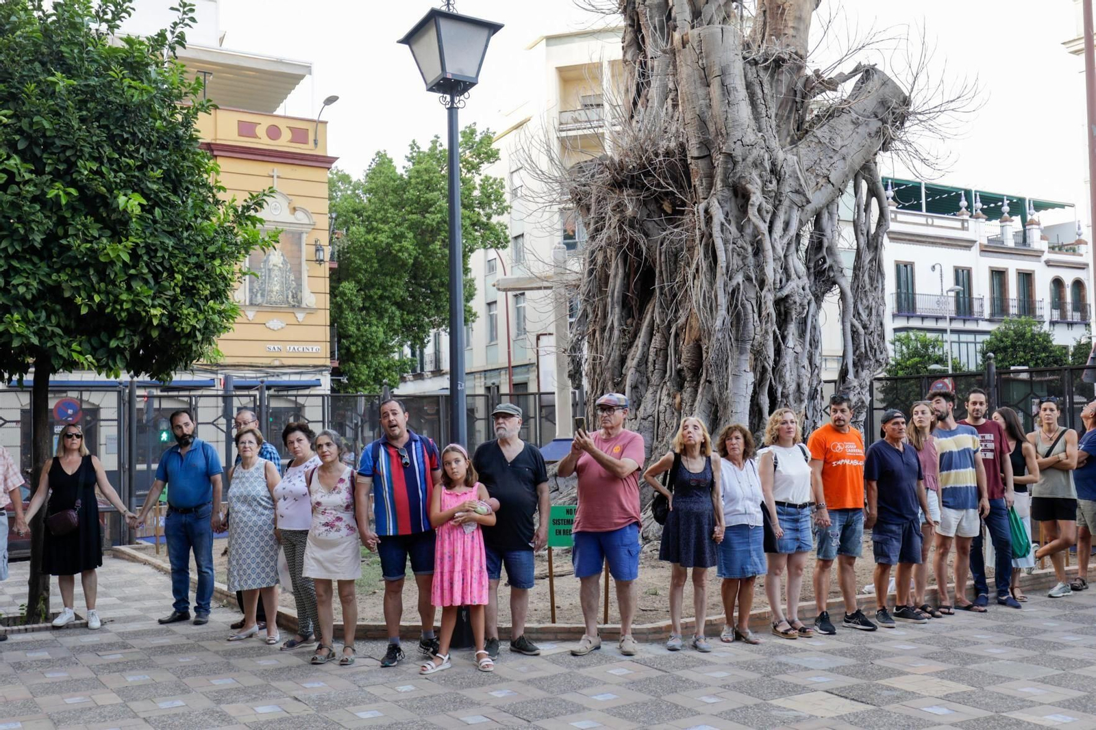 Así está el ficus de Triana actualmente.