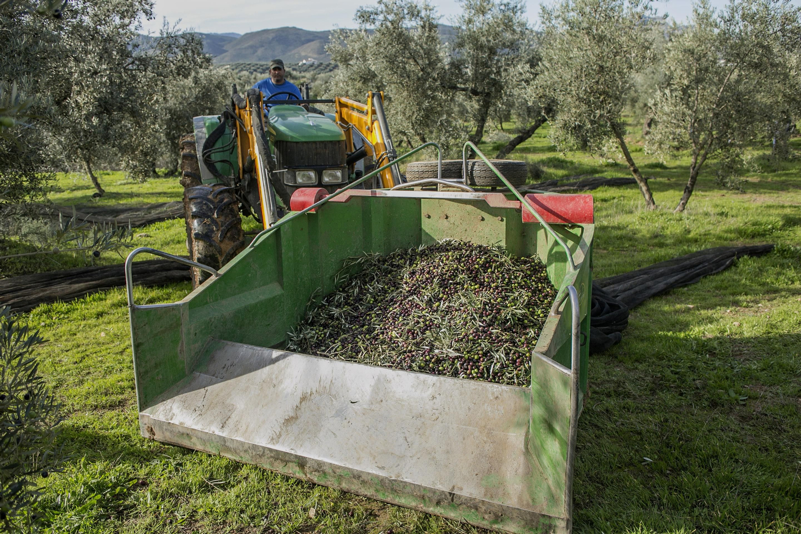 Recogida de la aceituna en una de las explotaciones de Dcoop.