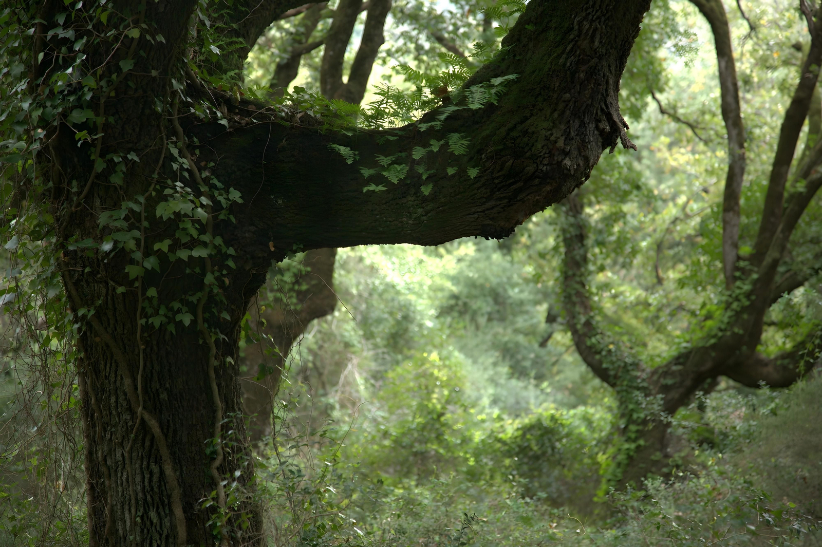 Fotos de la flora y fauna del Parque Natural de Los Alcornocales