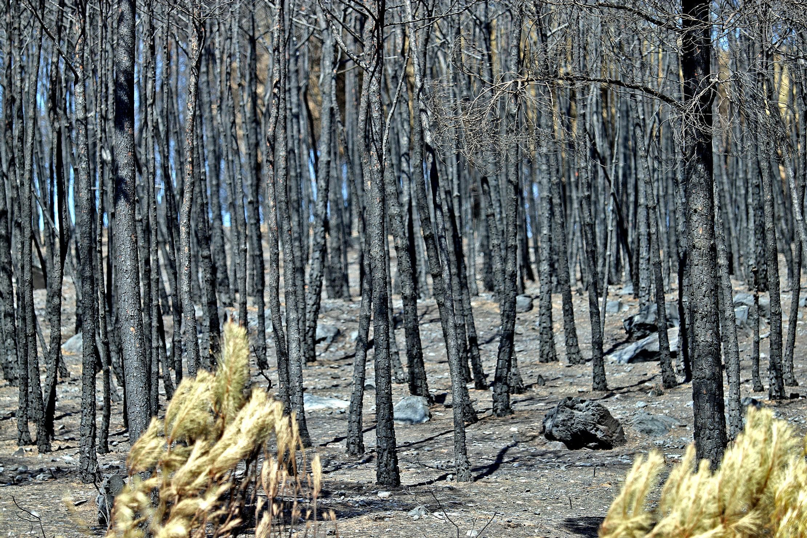 Imágenes de las zonas devastadas por el incendio de Almonaster la Real