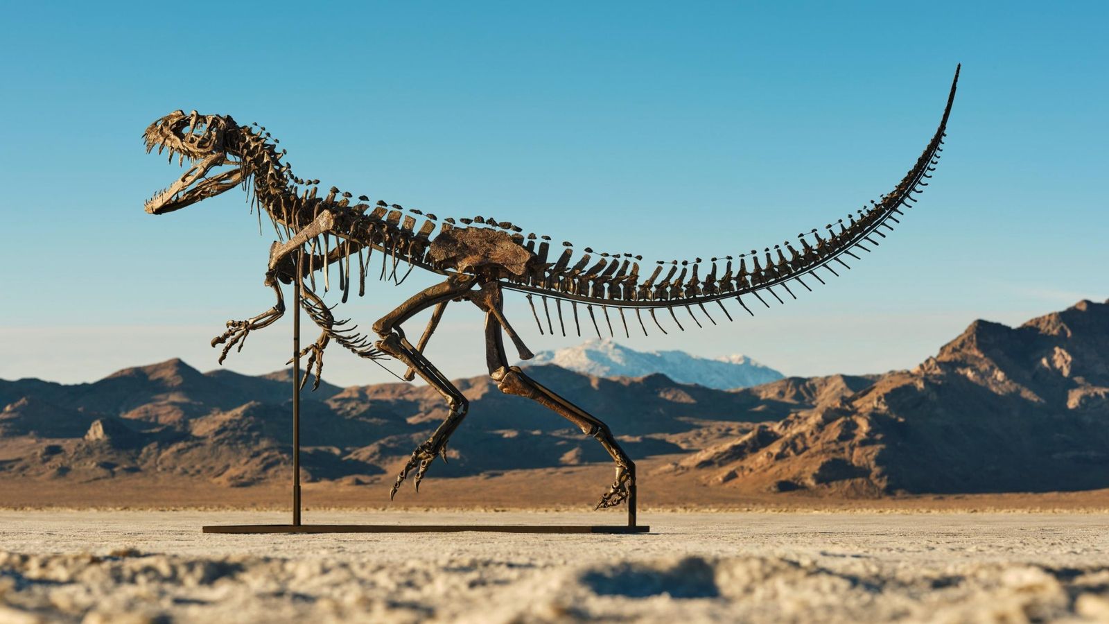 El Ceratosaurio juvenil subastado.