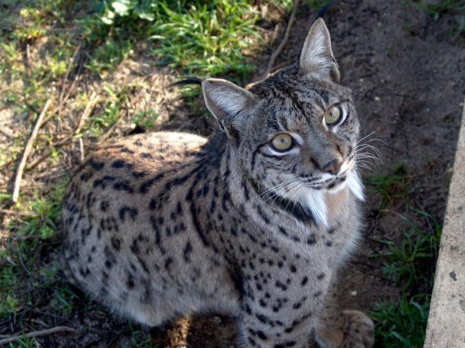 Imagen de archivo de un lince ibérico