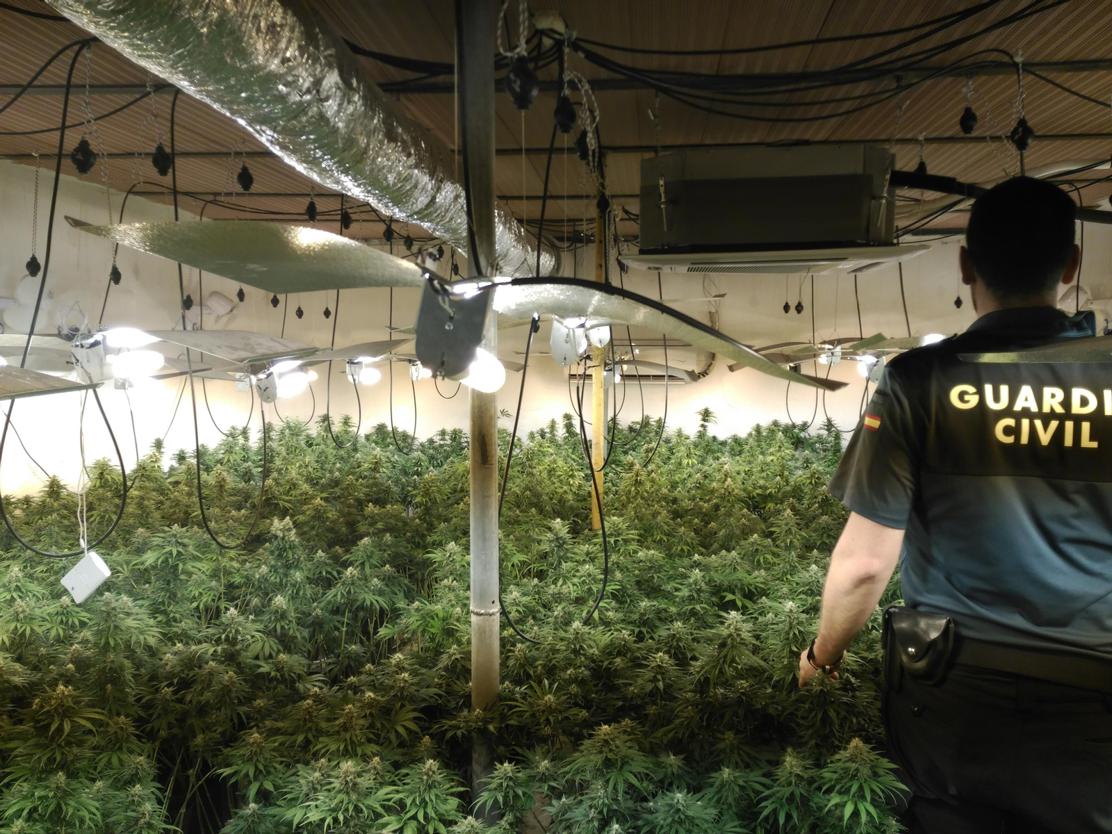 Imagen de una de las plantaciones de marihuana descubiertas.