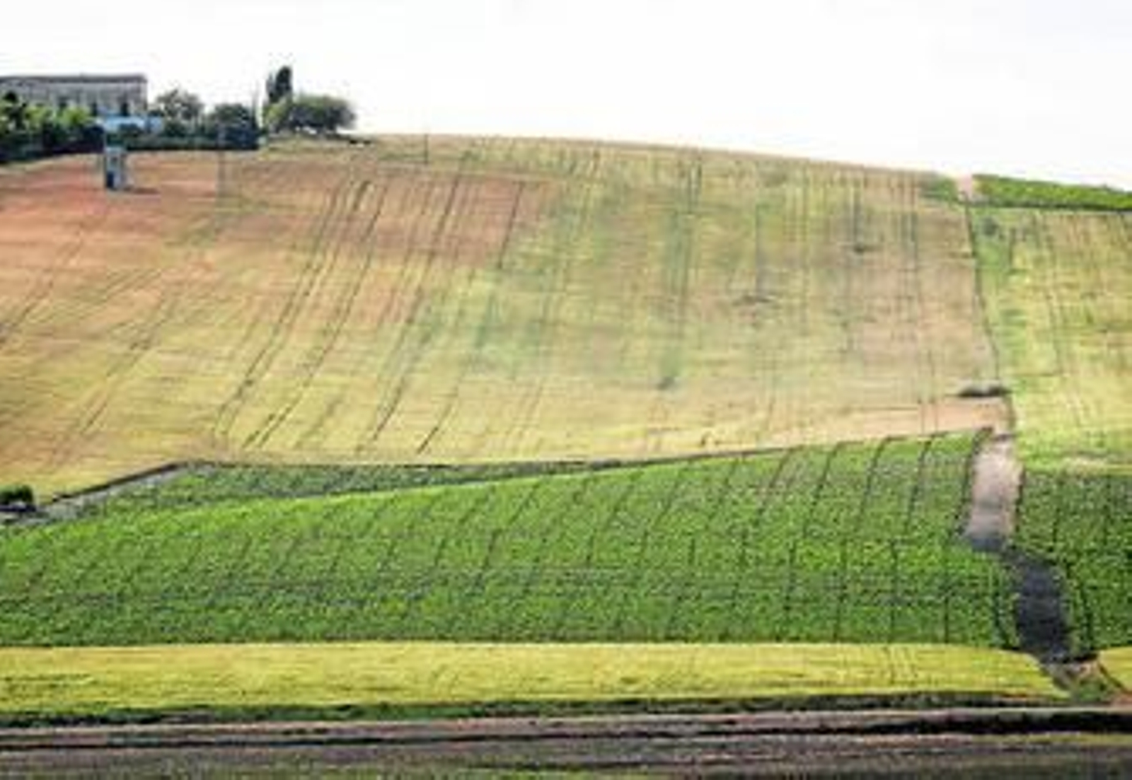 Una explotación de la campiña, ayer con un manto verde tras las lluvias de las últimas semanas.