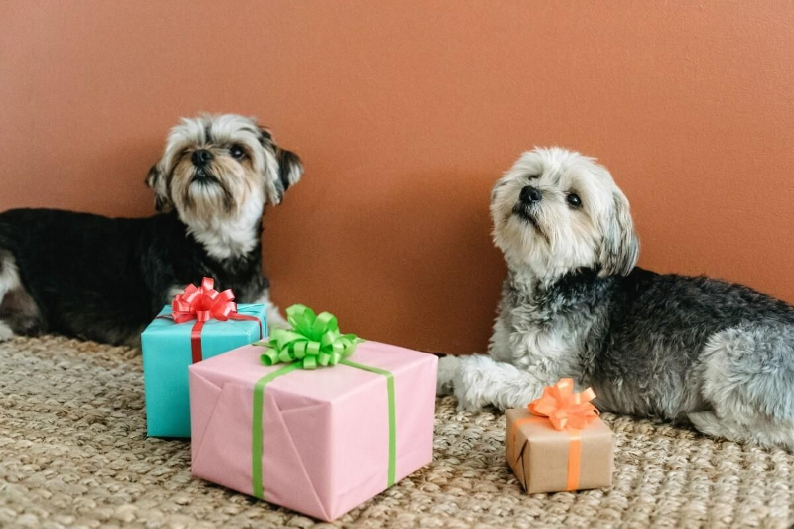 Día Mundial del Perro 2021: ¿Por qué se celebra el 21 de julio y cómo celebrarlo?