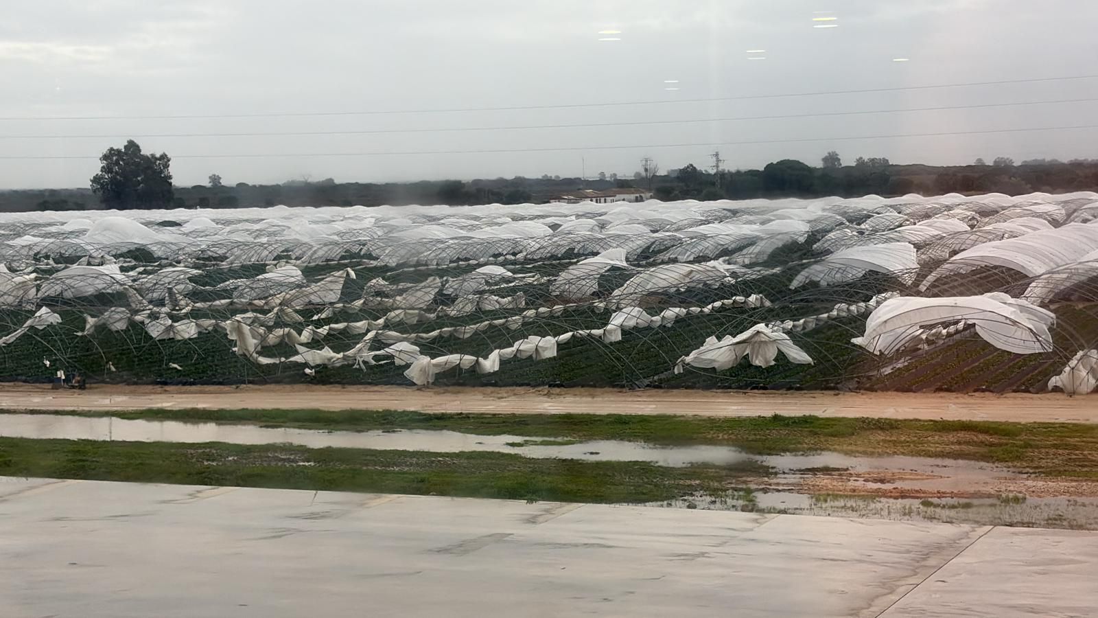 Daños en los cultivos de fresas.