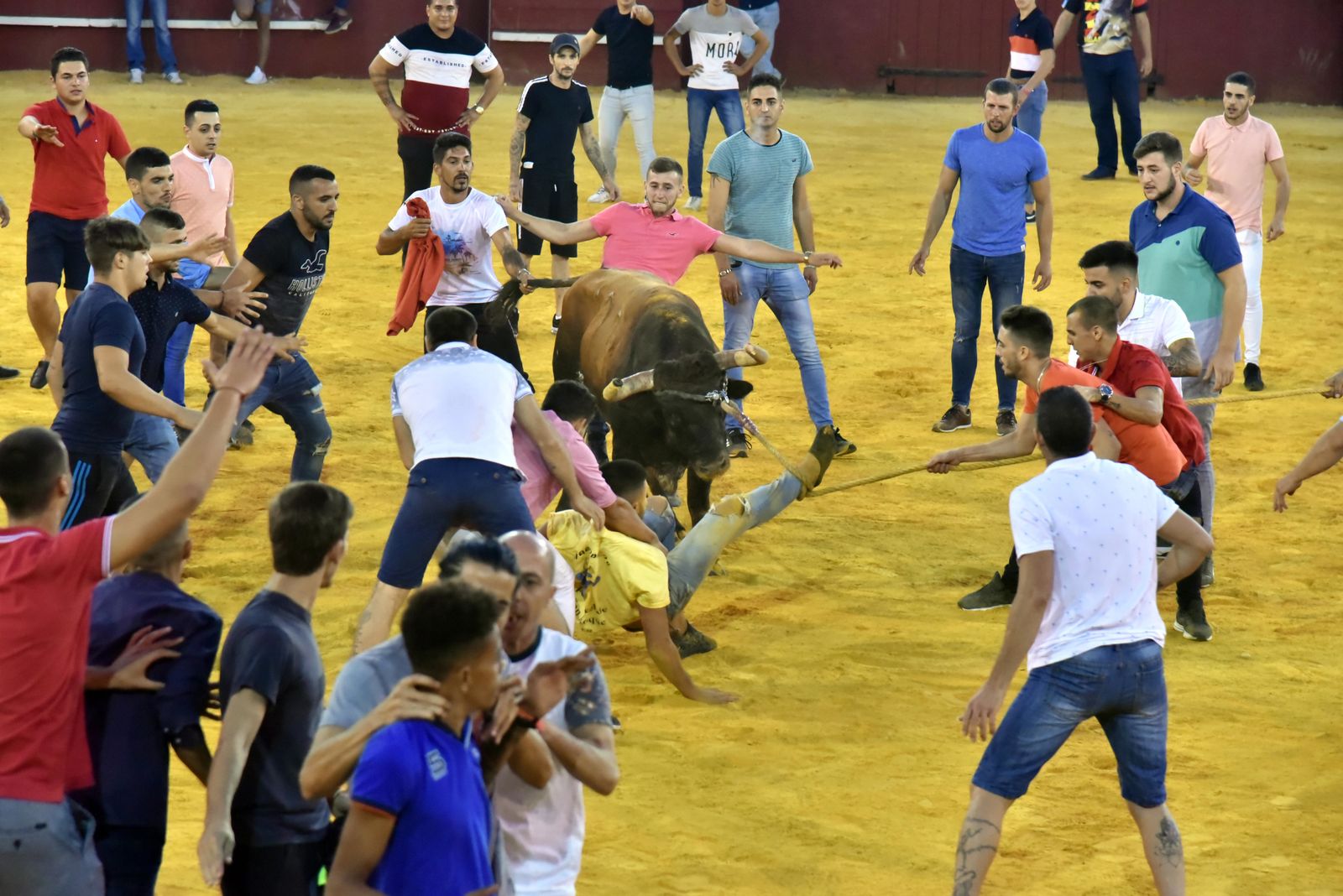 Toro del Aguardiente