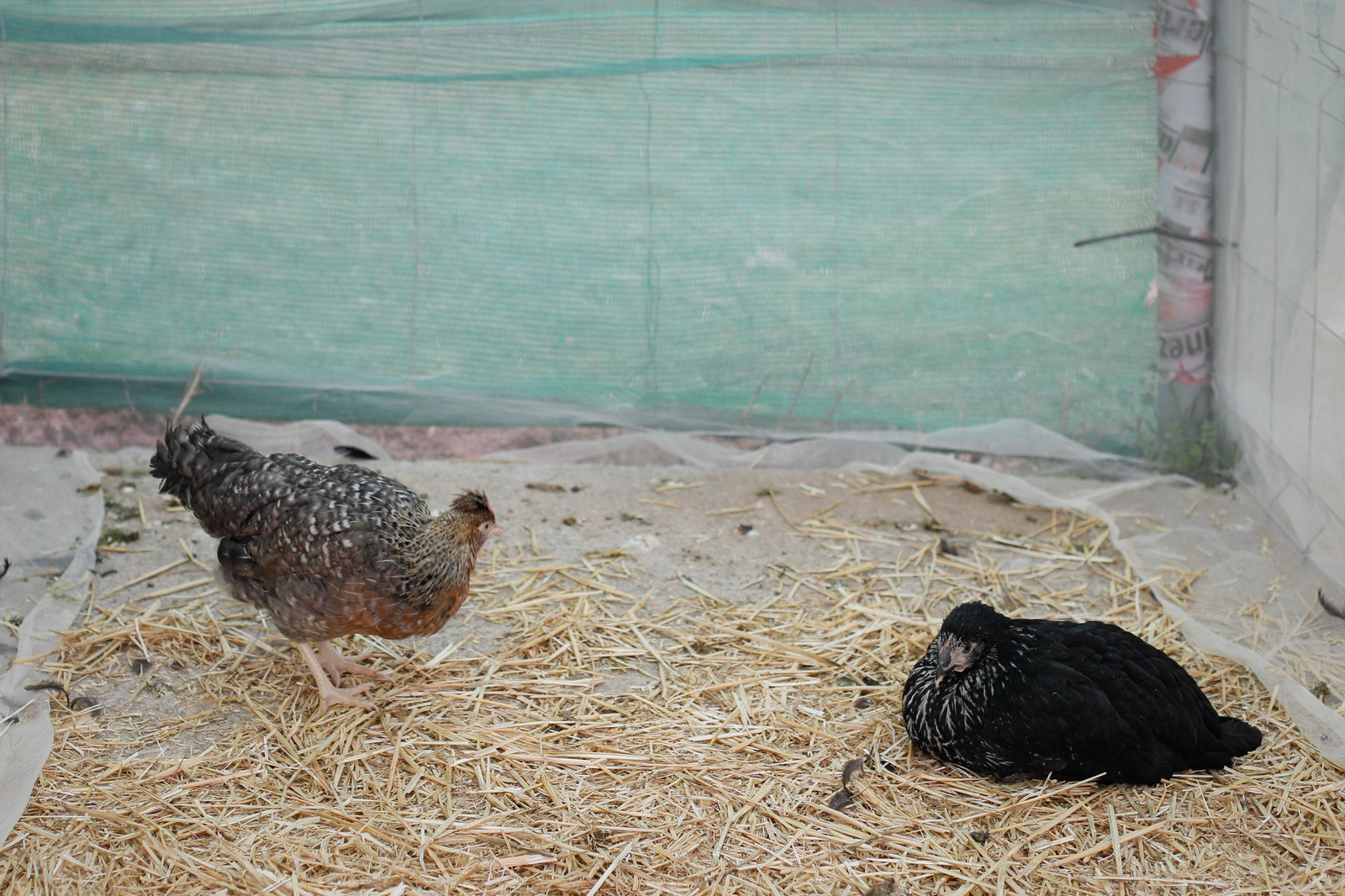 Galería de la Feria  de ganado en Tarambana