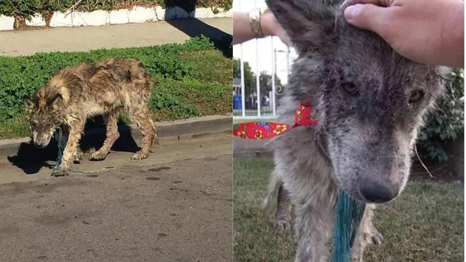 Piensan que ha rescatadon una perra pero cuando lo llevan al veterinario descubren que es otro increíble animal