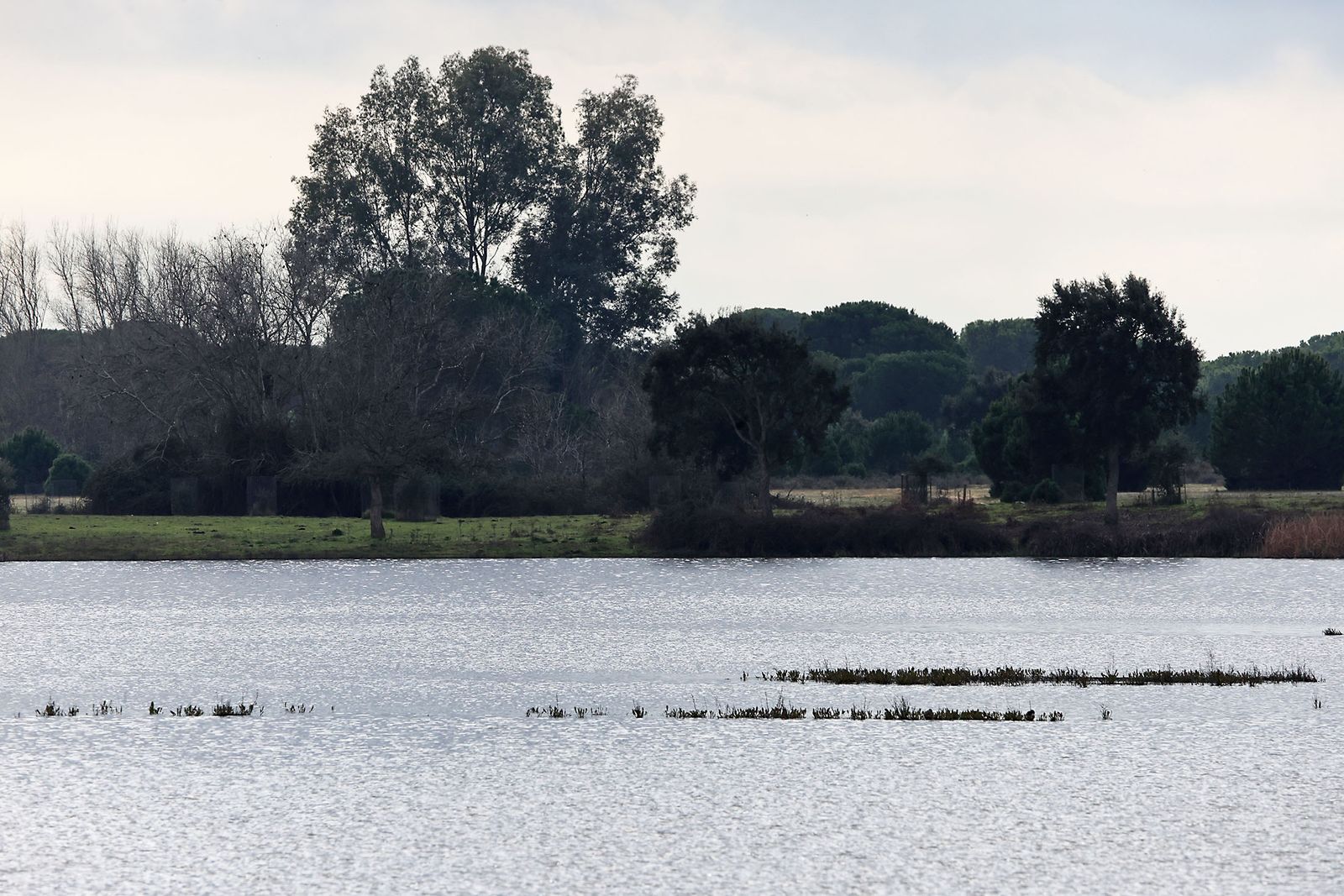 Estado actual en el que se encuentran las Marismas del Rocío tras las últimas lluvias