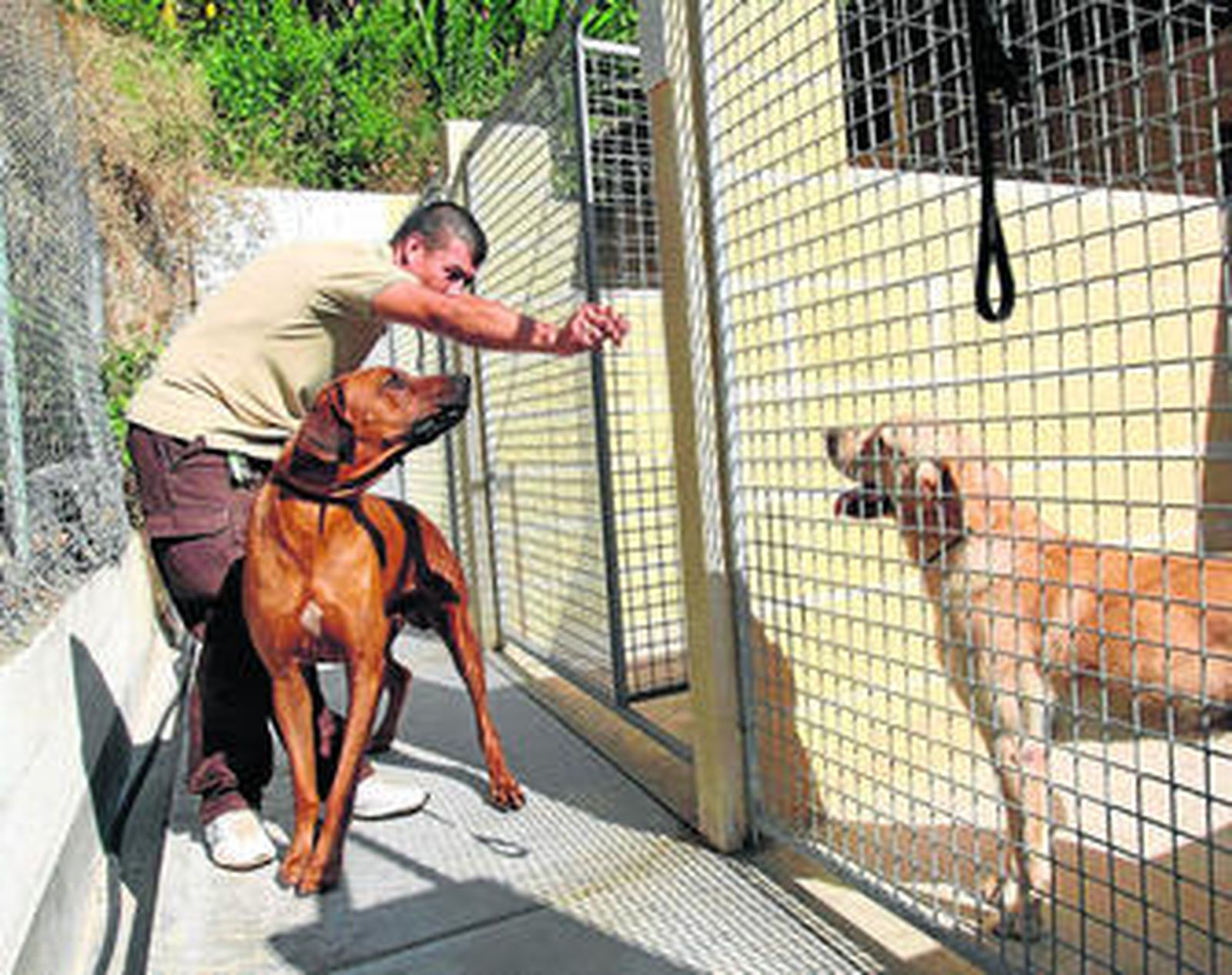 El cuidador de la residencia canina Don Animal de Rincón de la Victoria.