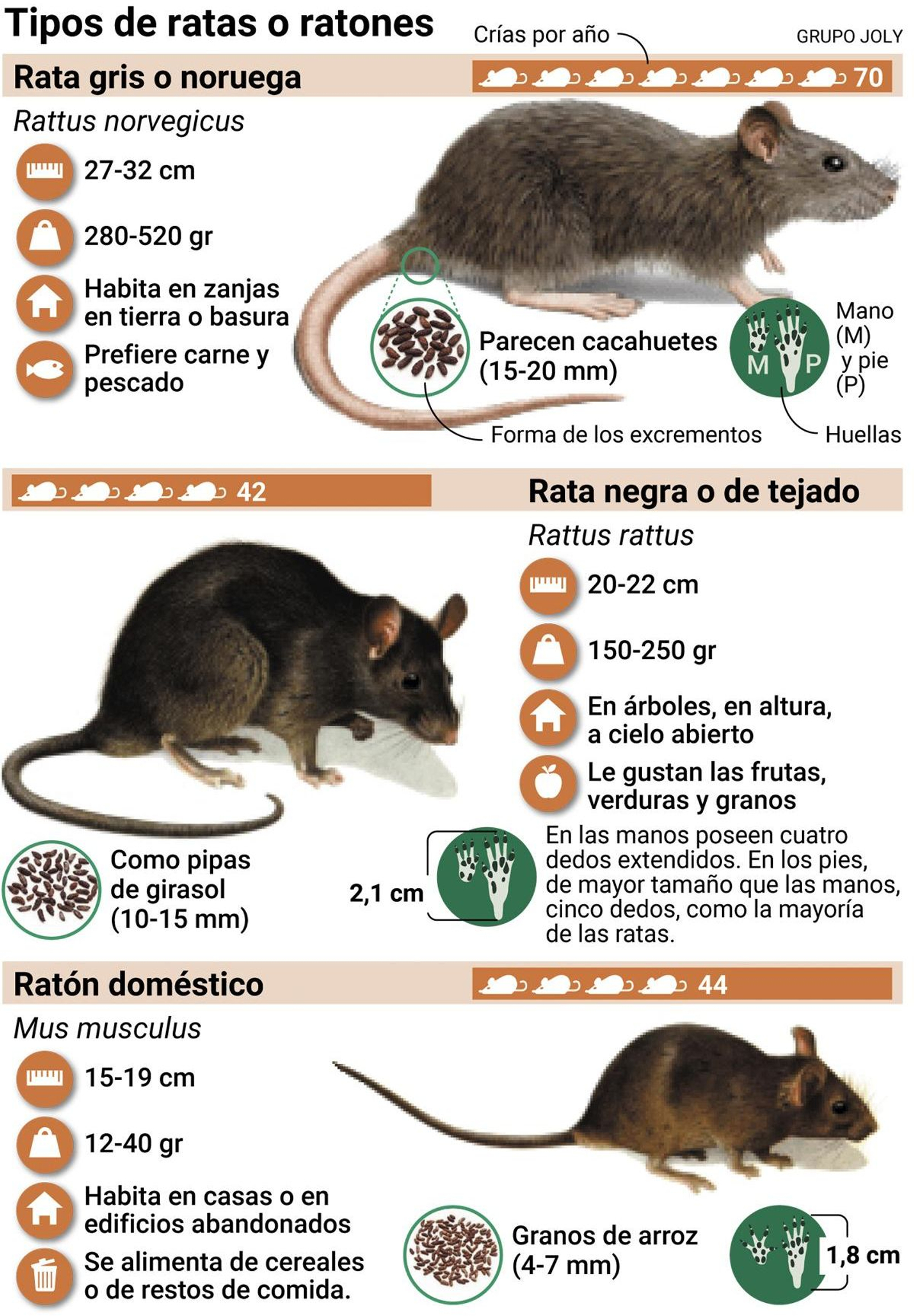 Tipos de ratas más frecuentes en entornos urbanos. Fuente: elaboración propia.