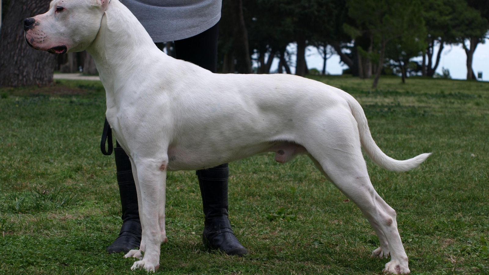 Dogo-argentino