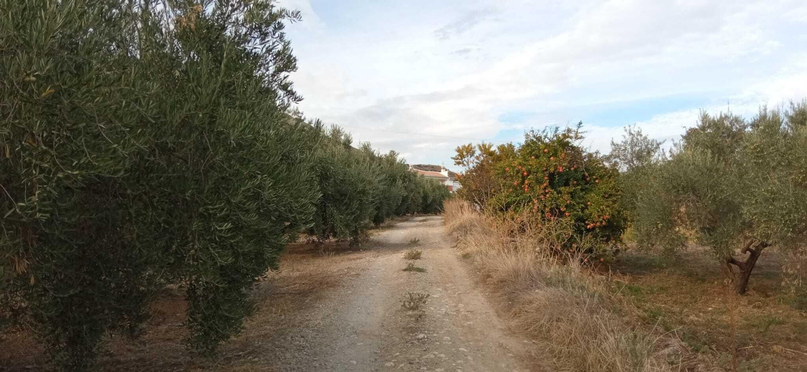 Las imágenes de la Ruta Zagrilla Baja - Esparragal - Zagrilla Baja