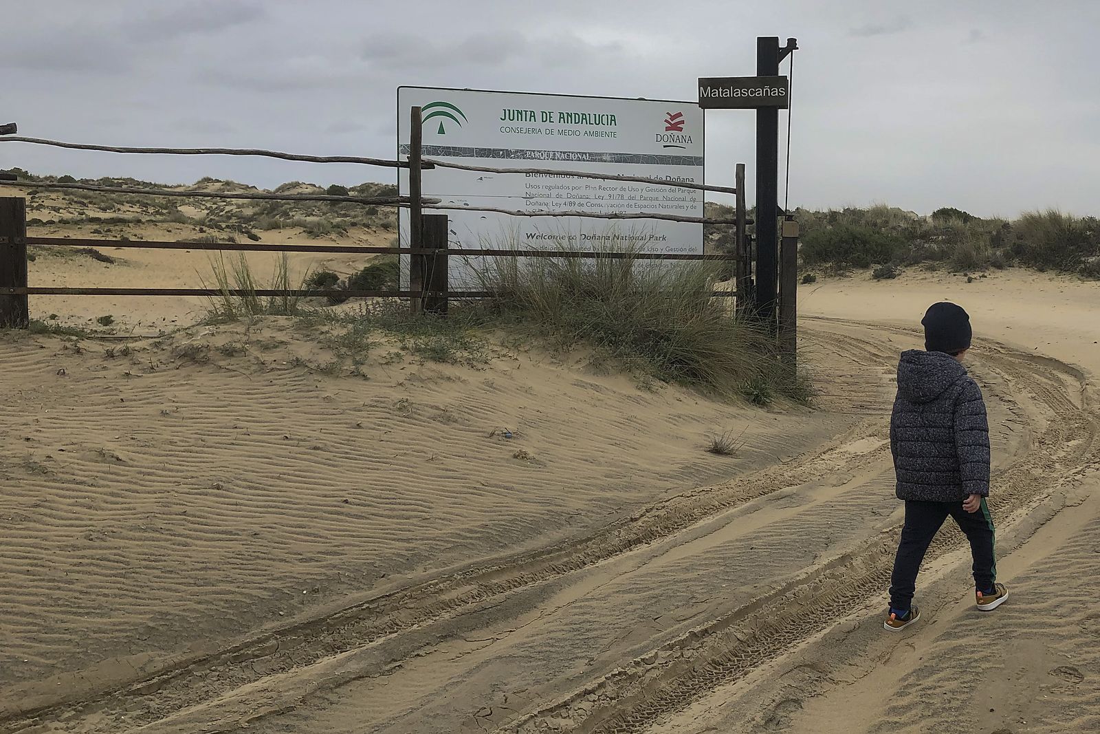 El resurgir de Doñana: tres años después del incendio