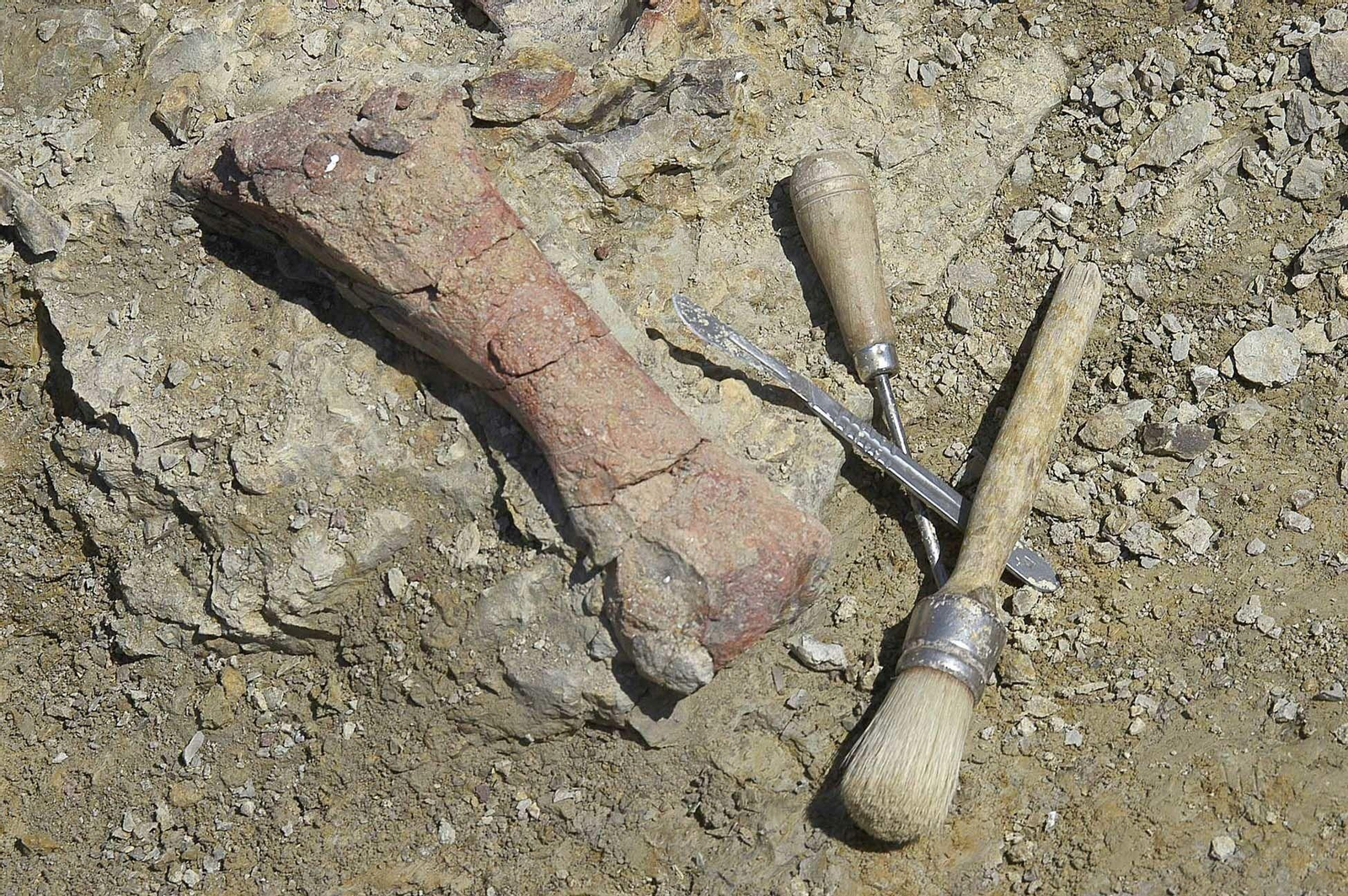 Restos de húmero de elefante