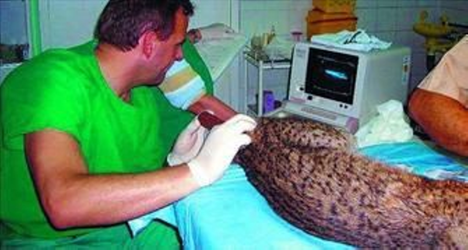 Uno de los científicos, en plena revisión a uno de los ejemplares de lince que custodia el Zoológico de Jerez.