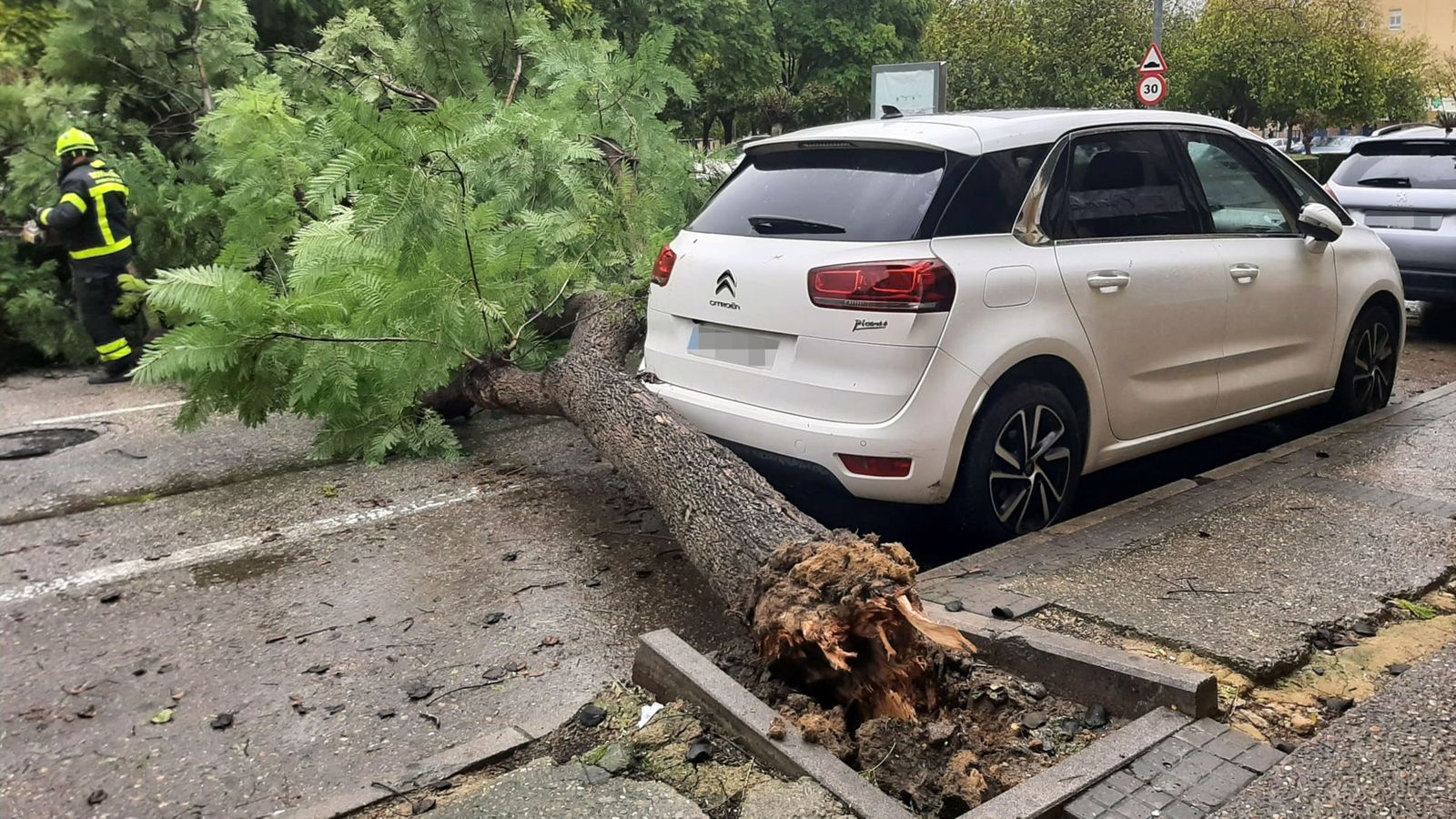 Cae un árbol en la avenida Lola Flores.
