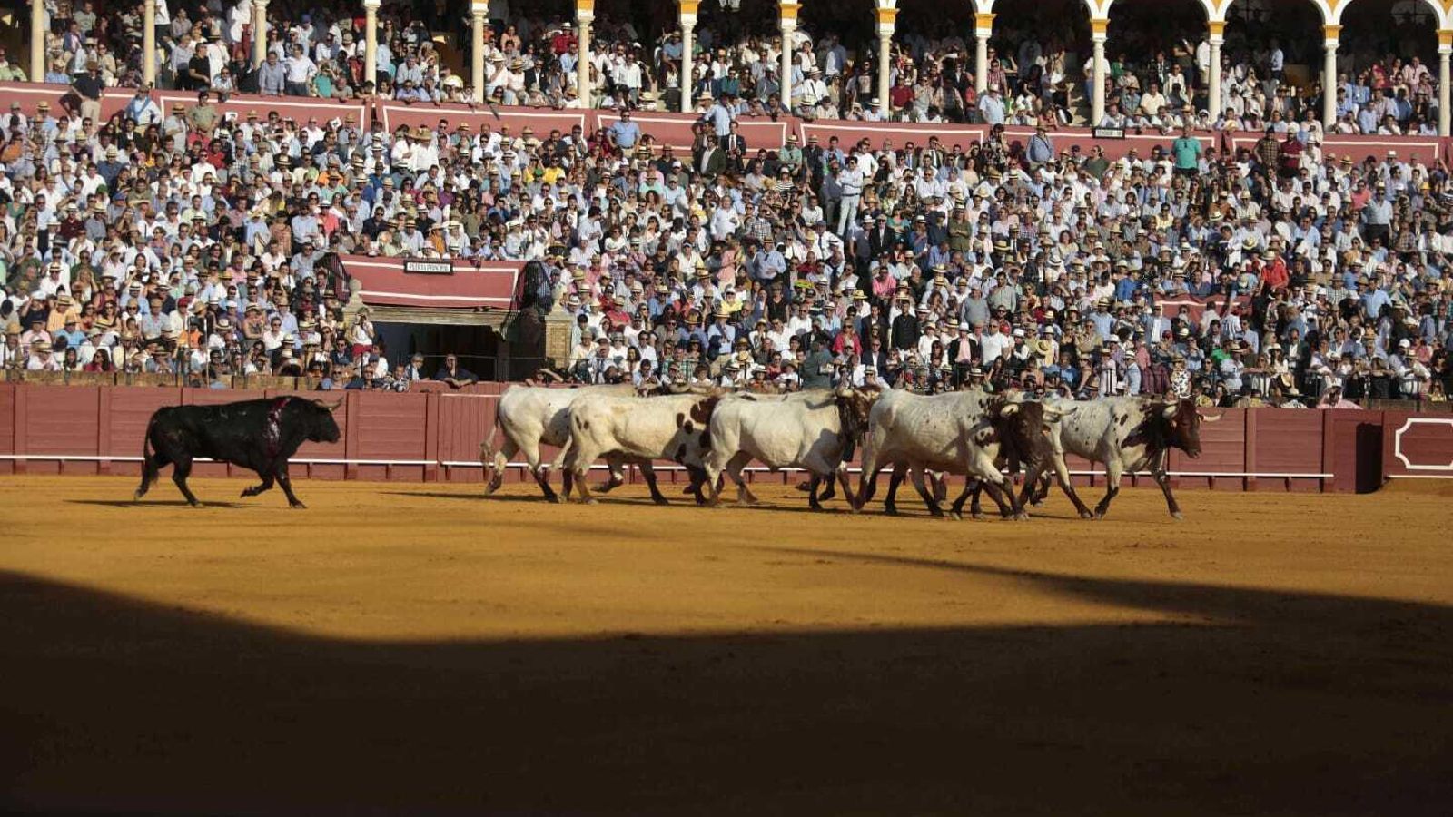 'Trampero' con los cabestros antes de abandonar el ruedo tras ser rechazado.