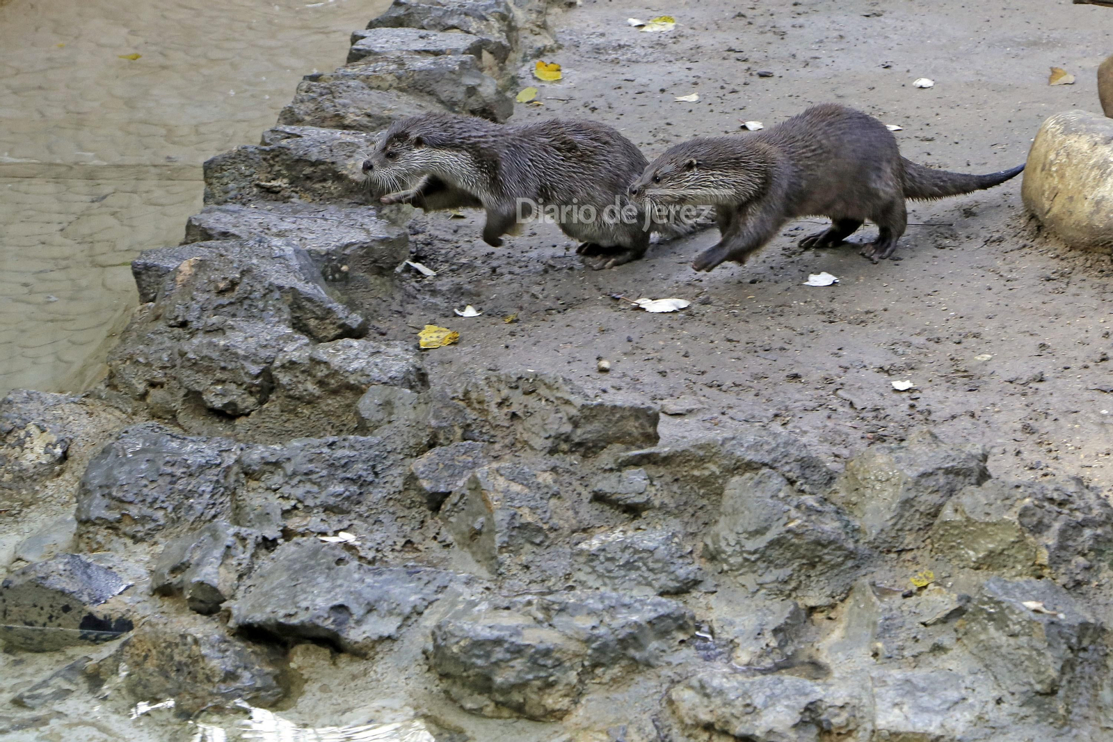 Reportaje de las Nutrias en el Zoo de Jerez