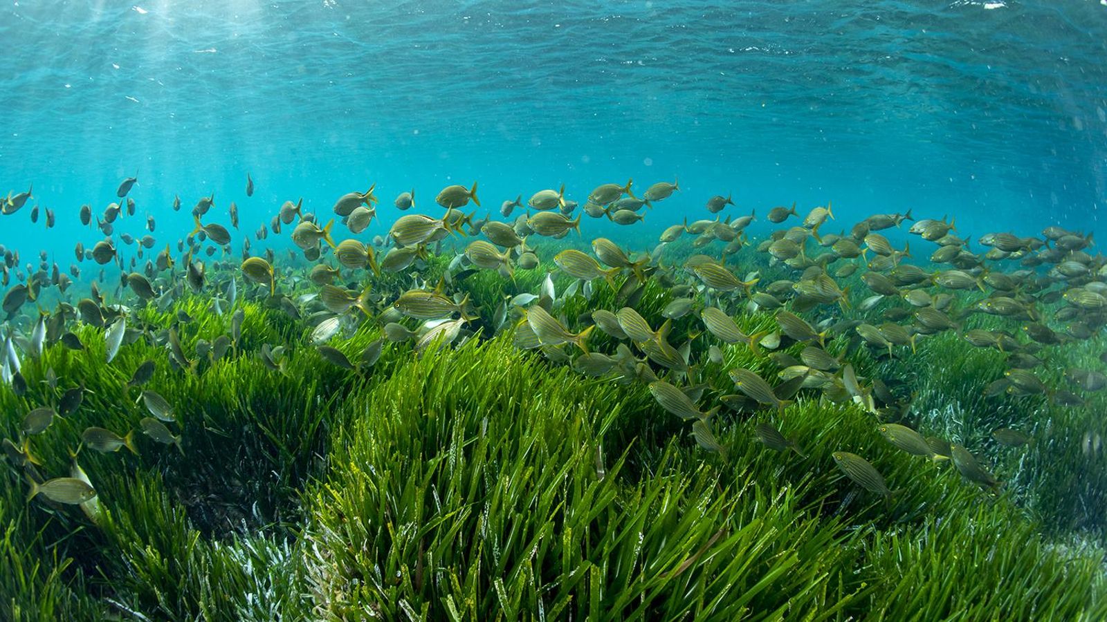 Posidonia en las aguas del Parque Natural de Cabo de Gata-Níjar. Posidonia en las aguas del Parque Natural de Cabo de Gata-Níjar.