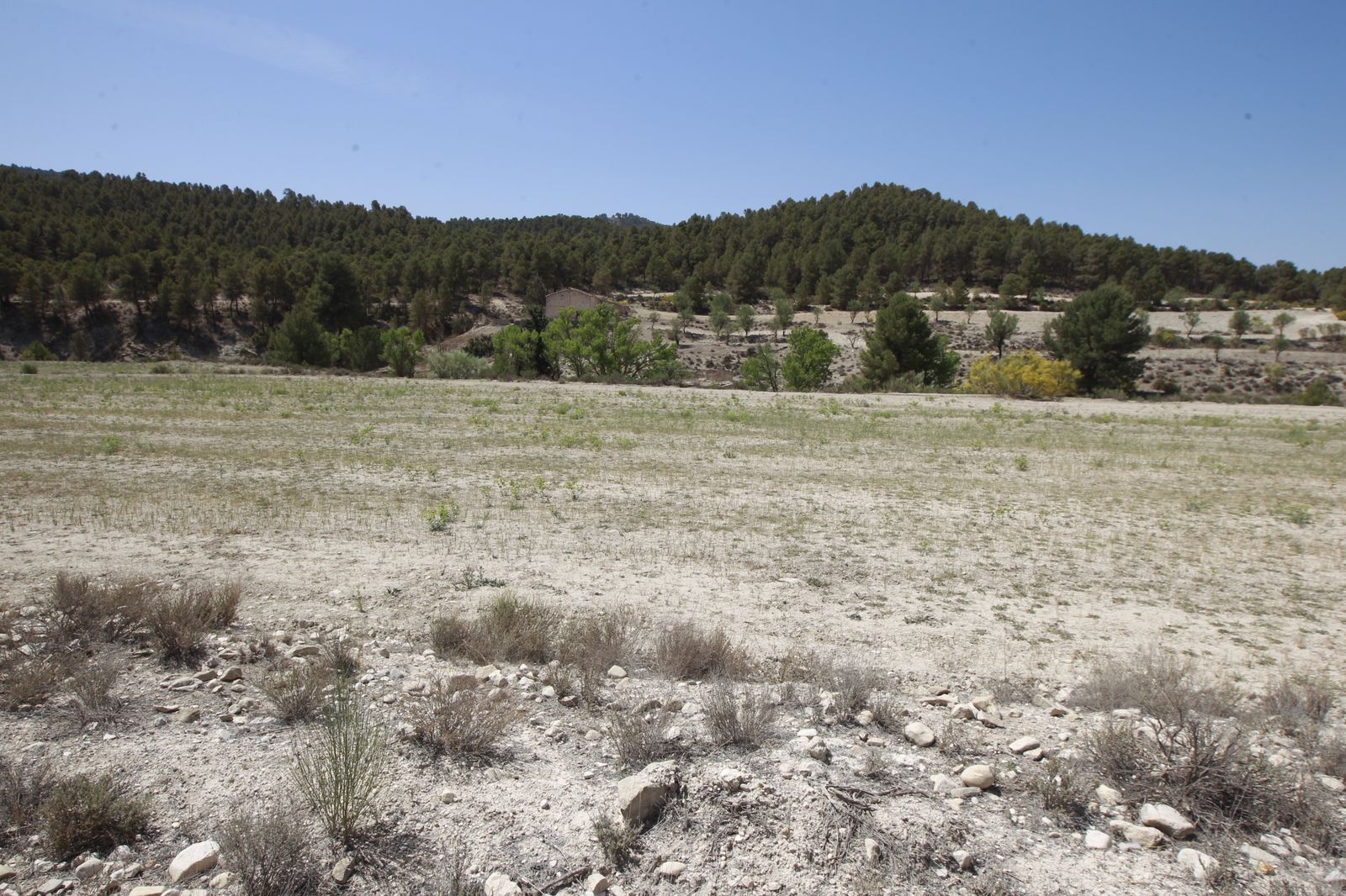 Imágenes de la sequía que golpea con dureza la producción de cereal en Los Vélez
