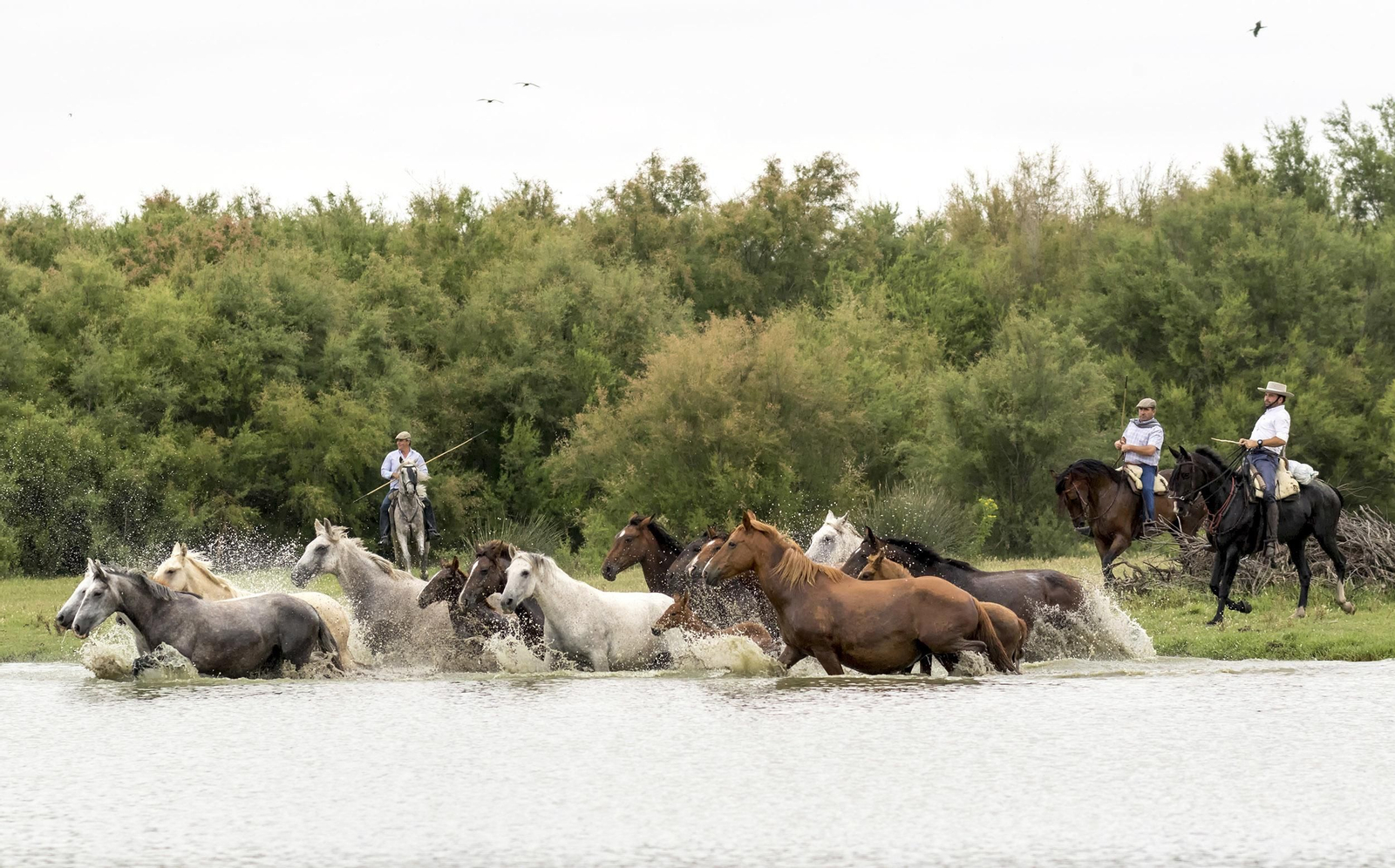La tradicional y ancestral 'Saca de las  Yeguas', en imágenes