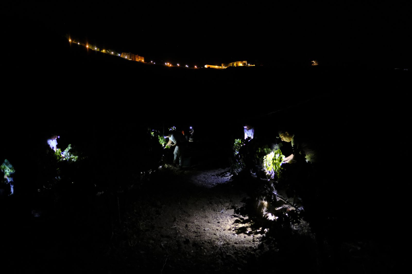 Vendimia nocturna en Ronda, en fotos