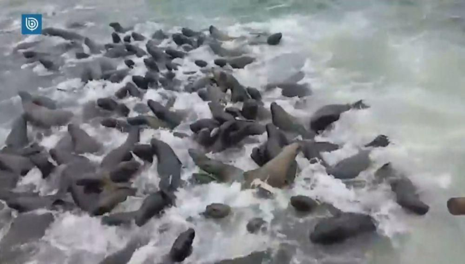 Leones marinos invaden un barco para intentar salvarse de un grupo de orcas